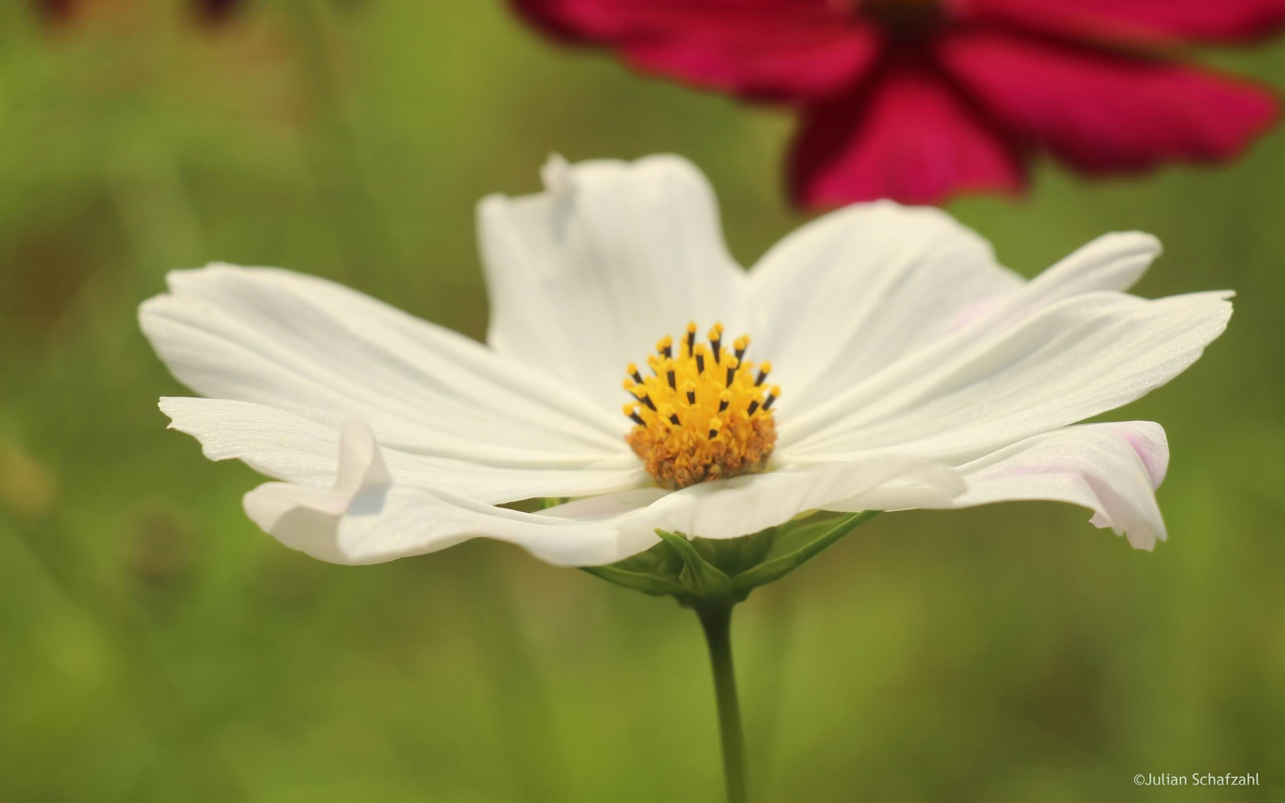 white color, focus on foreground, 2K, day, pollen, white, flowering plant, blume, vulnerability, fragility, outdoors, flower head, hd, pictures, HD Wallpaper