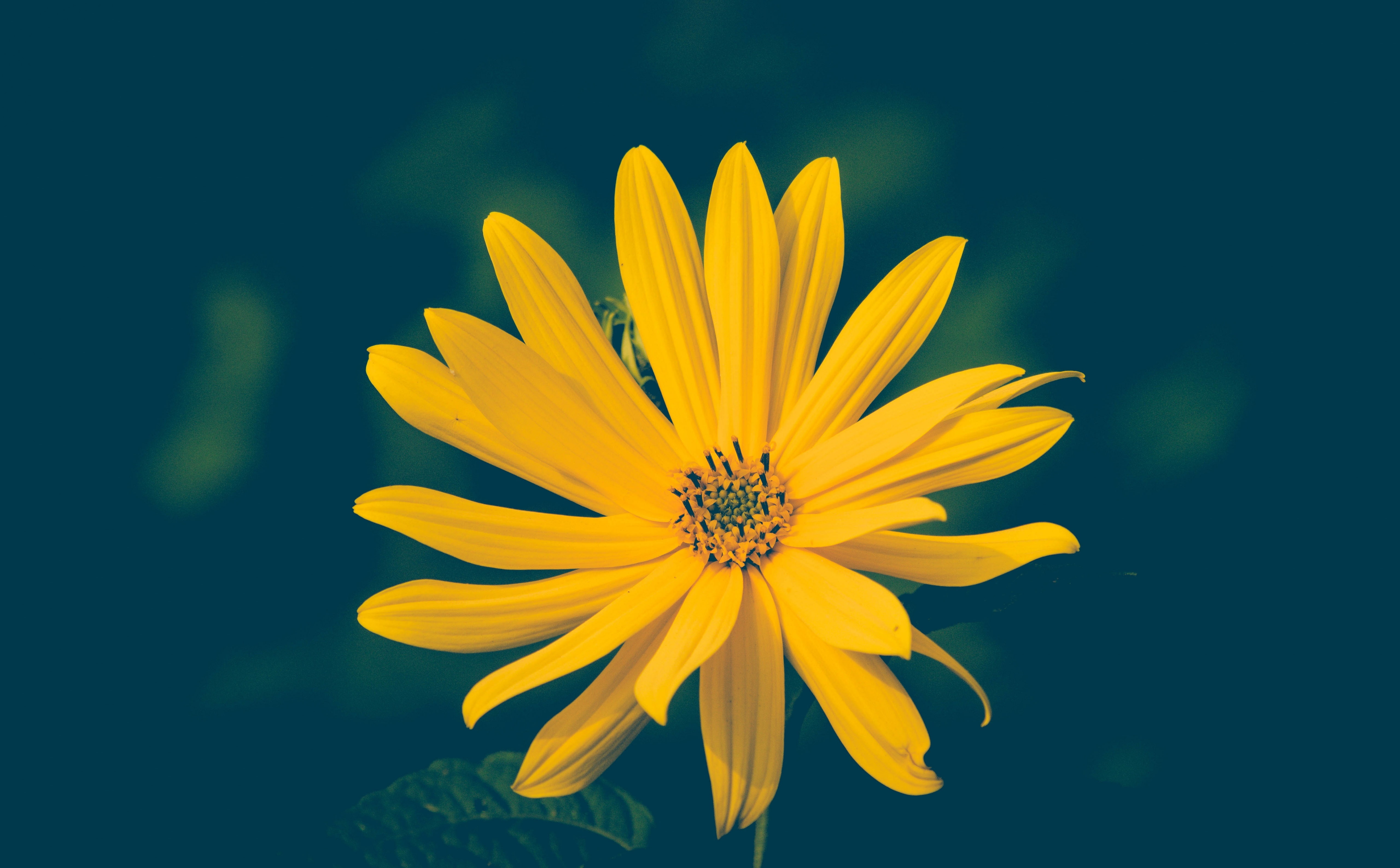 fragility, hd, outdoors, blume, Green, pollen, beauty in nature, Flowers, petaled, Yellow, freshness, close-up, plant, flowering plant, growth, inflorescence, HD Wallpaper