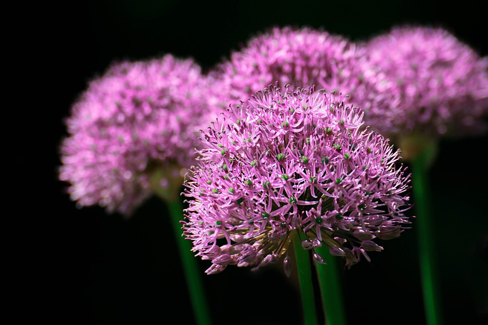blume, park, nature, 1080P, color, flower, lila, garden, HD Wallpaper