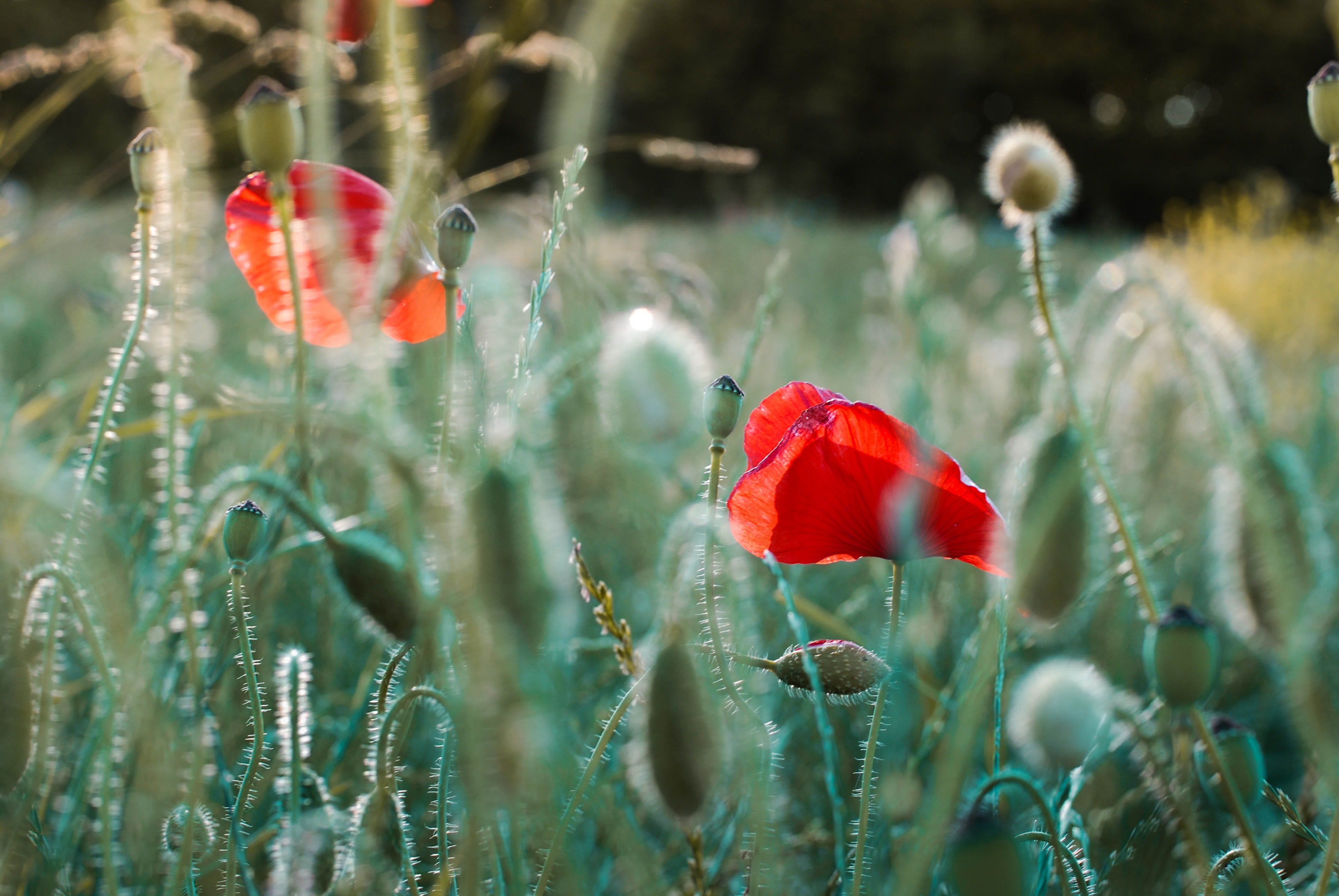 flower head, common, 4K, close-up, inflorescence, photography, flower, growth, day, mohnblume, focus on foreground, several, nature, red, flowering plant, HD Wallpaper