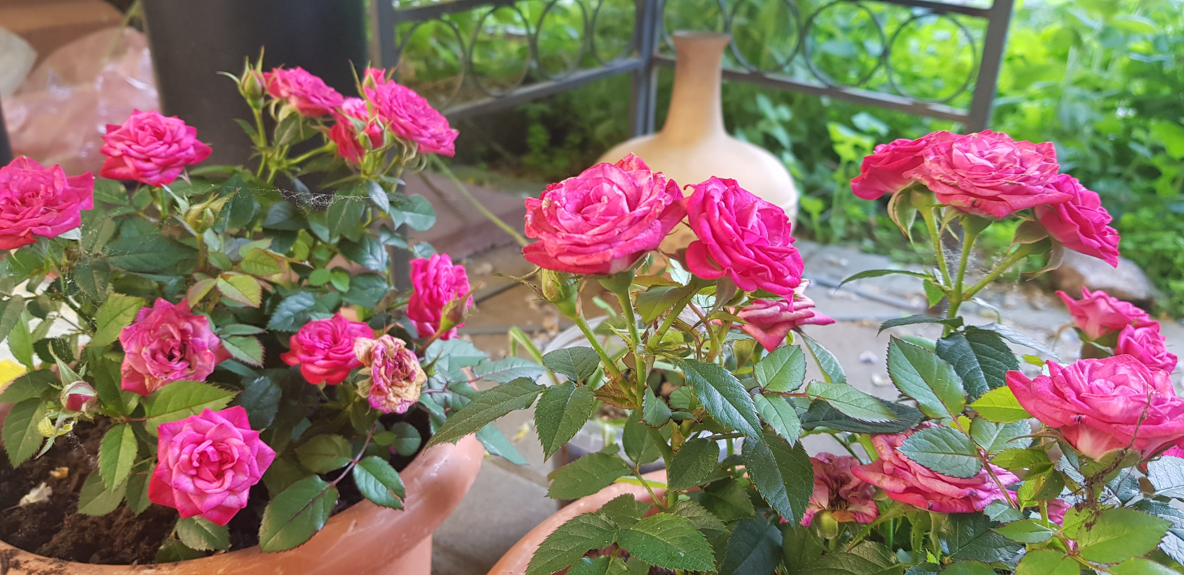 vulnerability, human hand, plant, flowering plant, close-up, rose, beauty in nature, leaf, day, plant part, blume, freshness, inflorescence, flower, gardening, HD Wallpaper