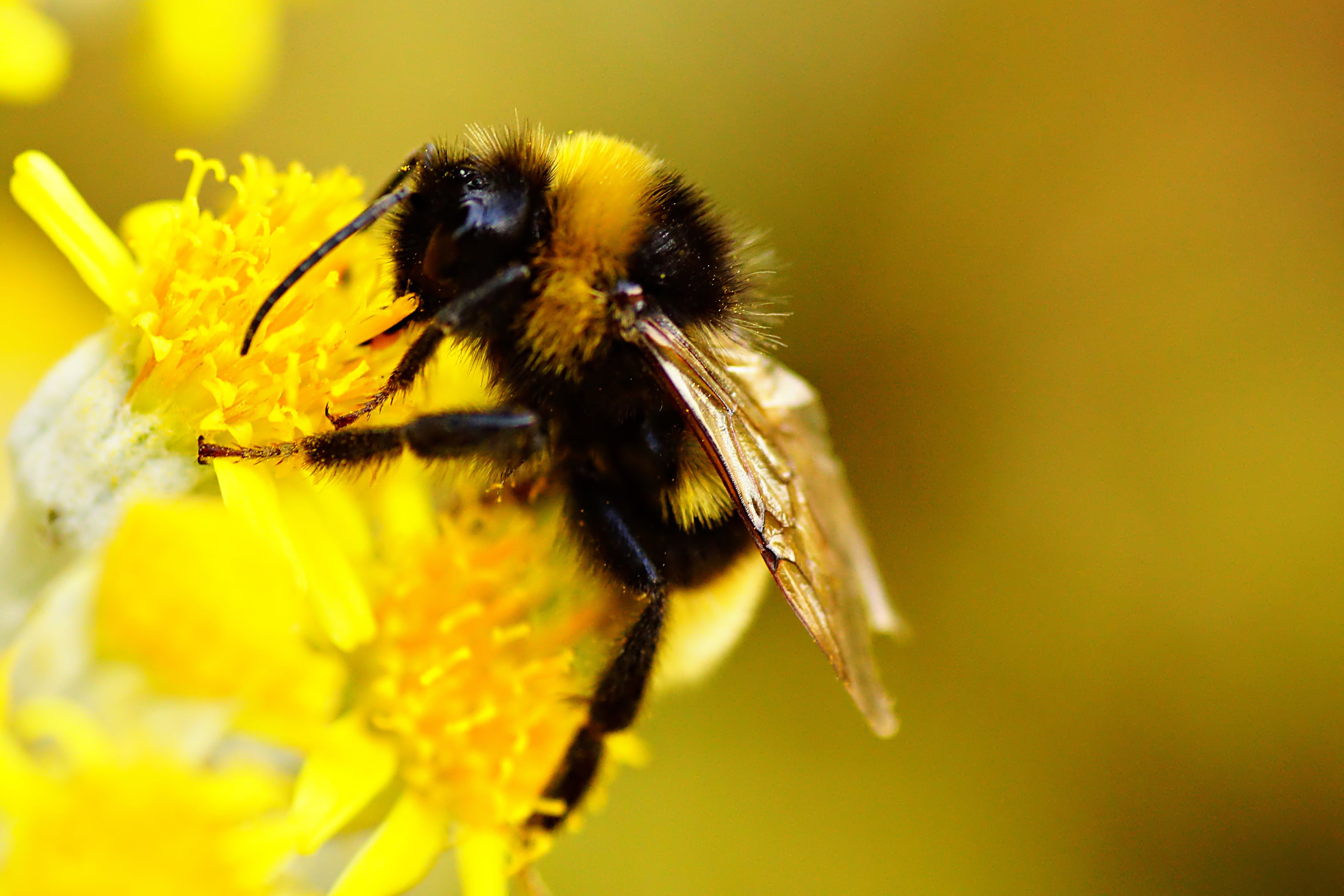 nature, macro, photography, pollination, 2K, Park, flower, Typ, yellow, pollen, close-up, Natur, Makro, insect, honey, Blume, bee, macro shot, Tamron, HD Wallpaper