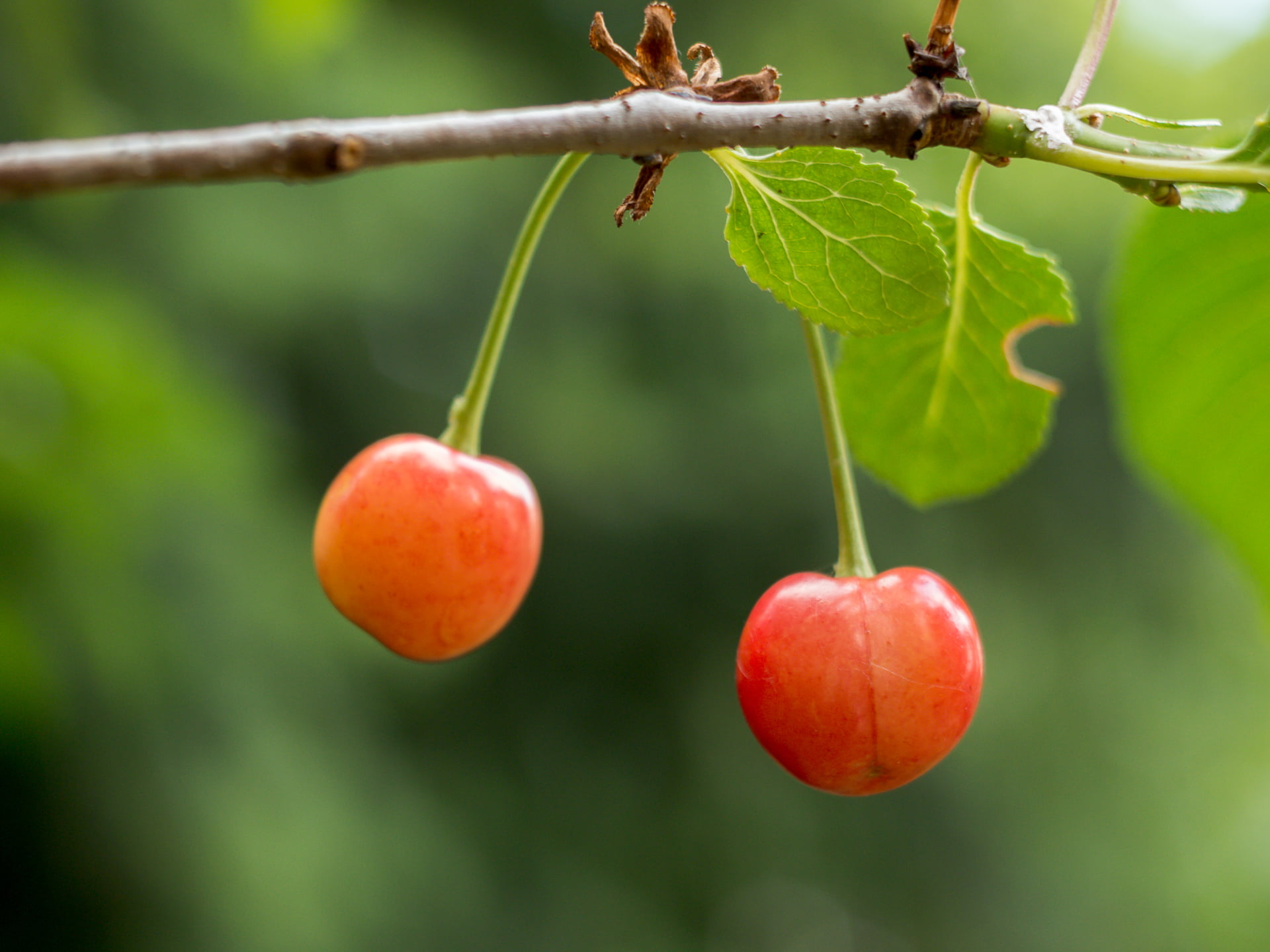 freshness, close up, 1080P, plant, F2.4, tree, fruit, cherries, photography, focus, red, red  rot, food, selective, flower, Blume, round, agriculture, HD Wallpaper