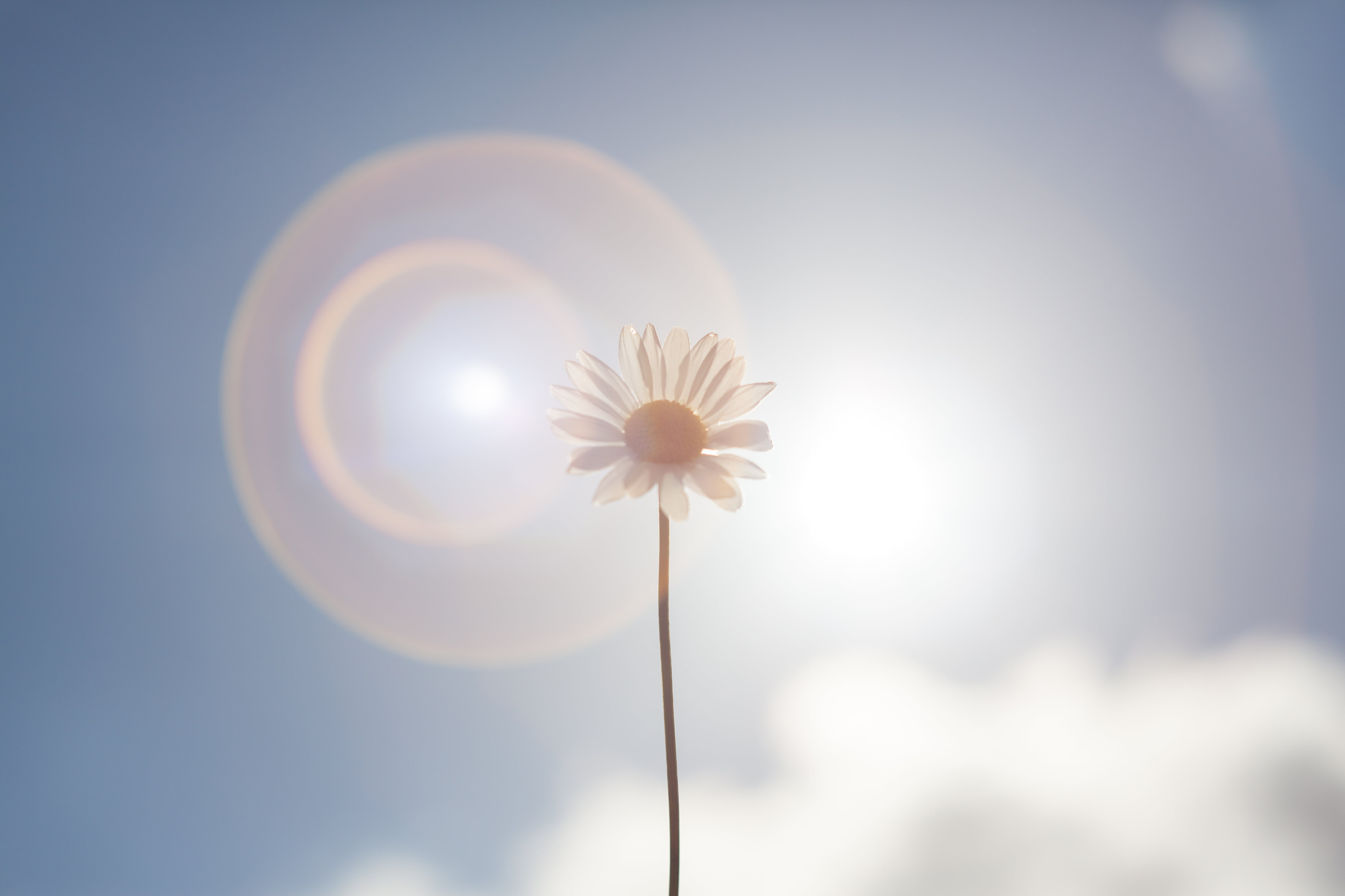 daytime, canon 5d, helios 44, daisy, full frame, sky, colours, uk, little flower, summer  sunshine, flower garden, southend, camera, essex, photo, white, HD Wallpaper