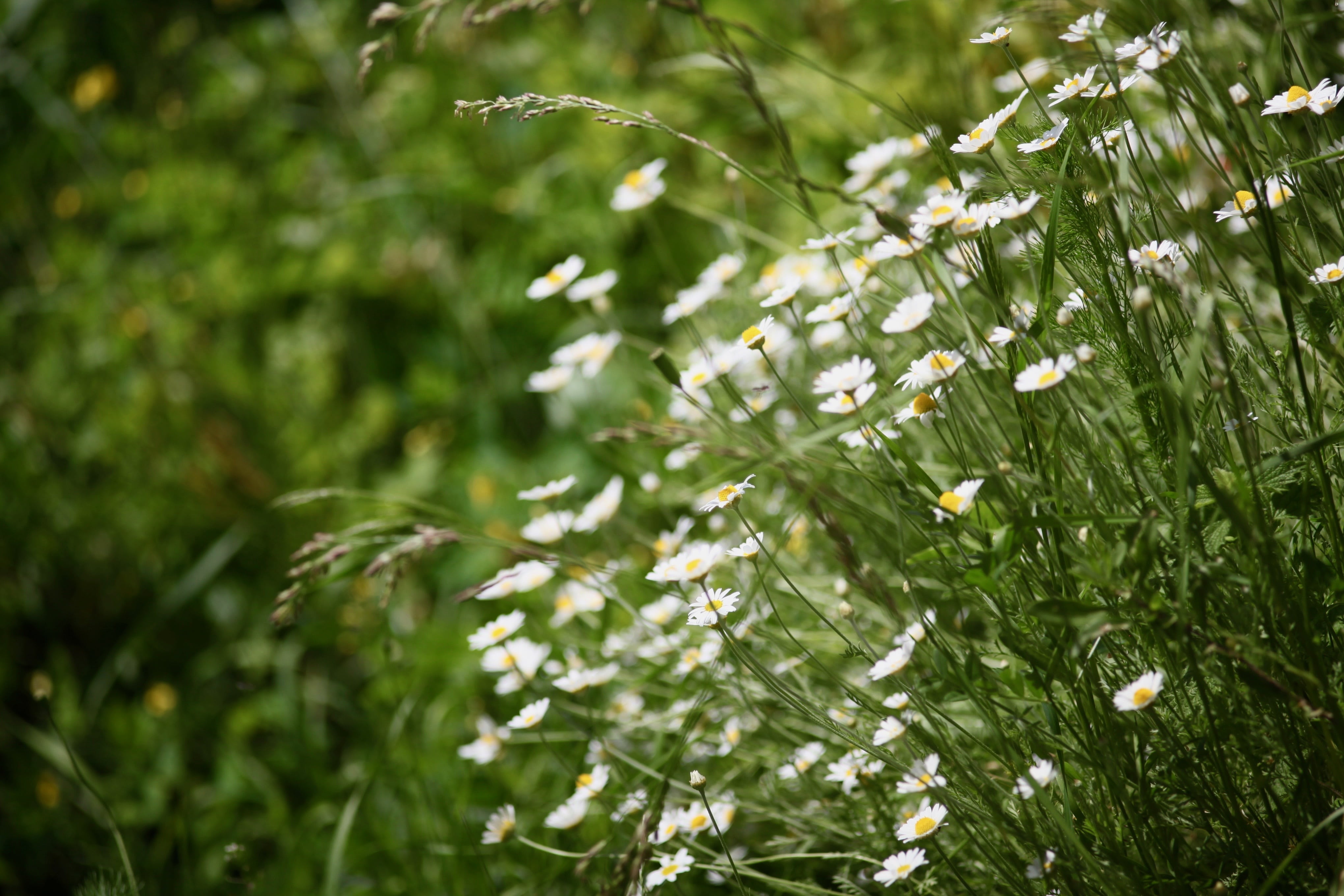 white flowers, natural, green, tiny flowers, freshness, tree, dew, rain, meadow, flowers, fragrant, season, tranquility, no people, beauty in nature, summer, HD Wallpaper