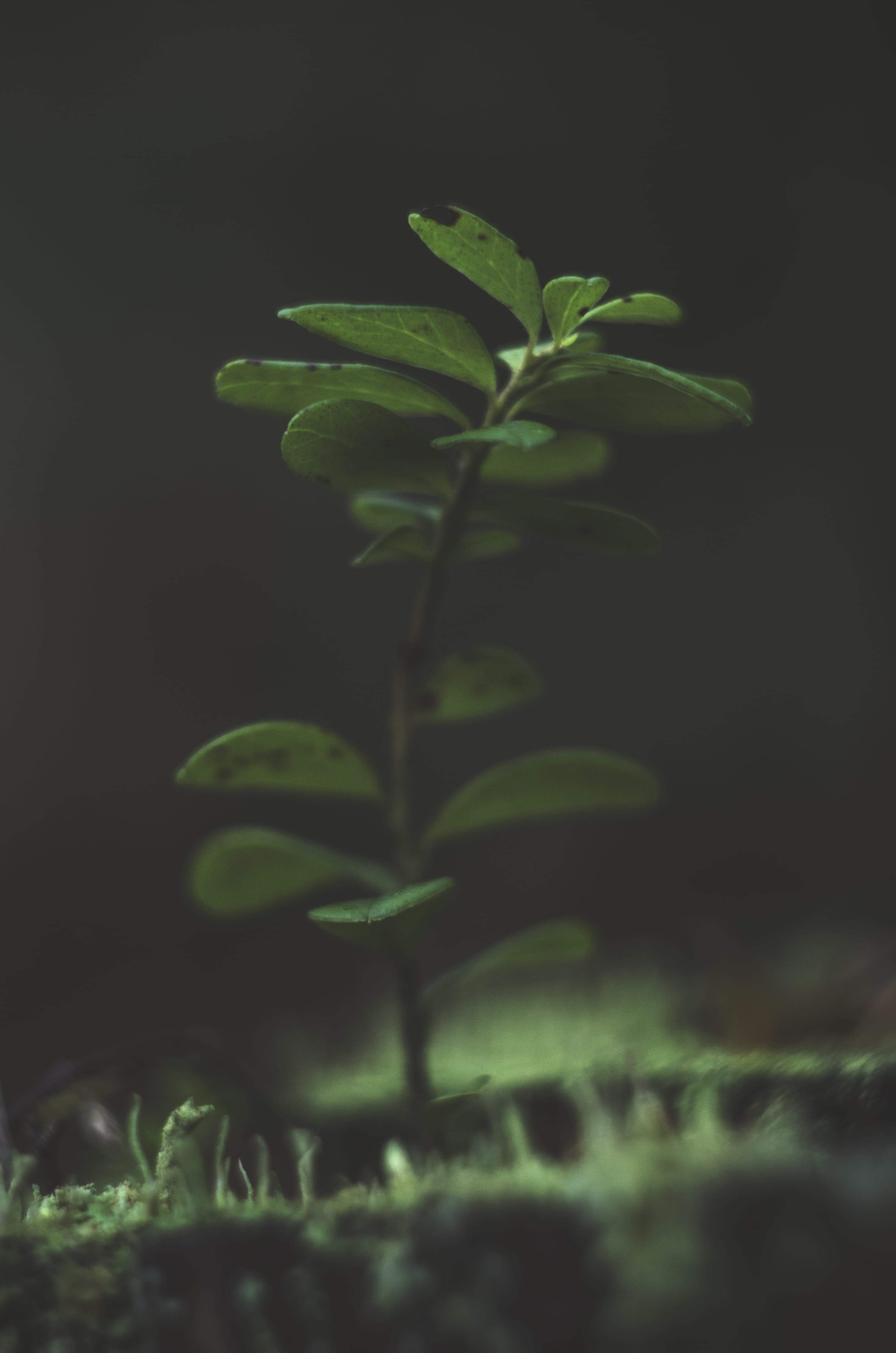 grow, trunk, nature, growth, focus on foreground, 4K, green color, plant part, helios, greenworld, sensibility, beauty in nature, close-up, selective focus, Phone HD Wallpaper