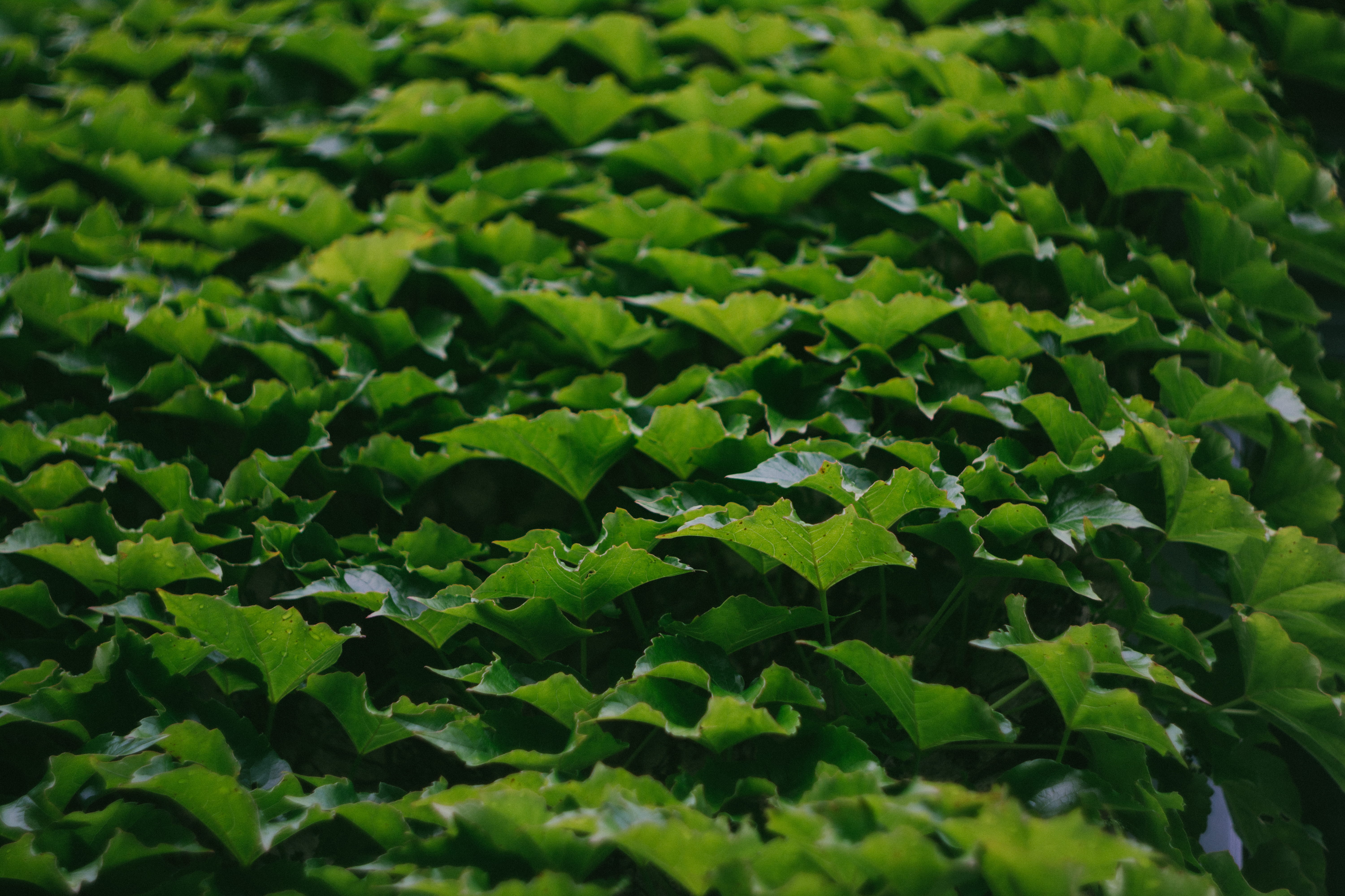  no people, clover, leaf, botanic, wall, leaves, plant part, backgrounds, growth, 5K, abundance, nature, selective focus, close-up, auvergne, HD Wallpaper
