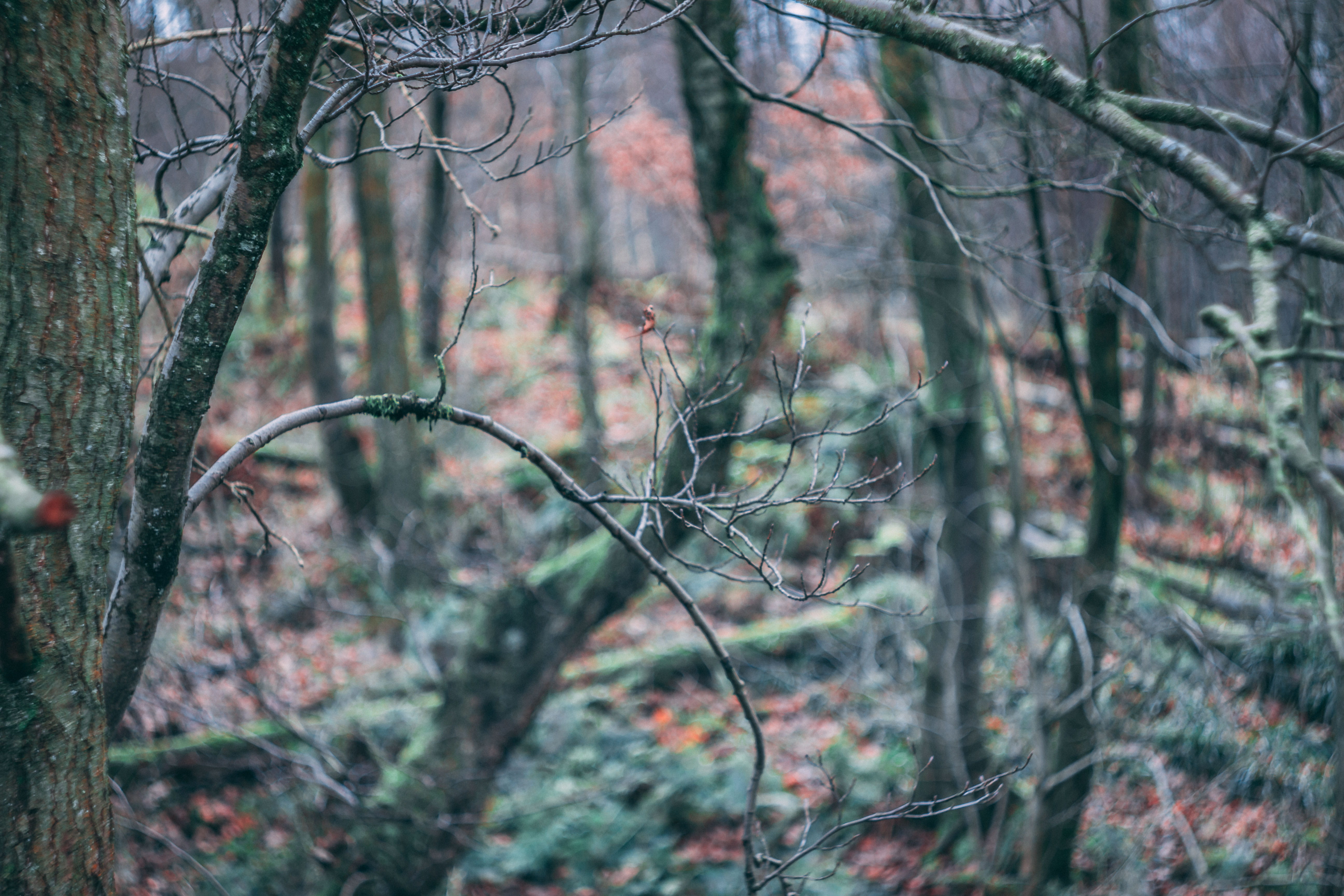 forest, tree, selective focus, helios, nature, branch, tree trunk, orange, united kingdom, winter, leaf, 5K, beauty in nature, swirley, close-up, natural, HD Wallpaper