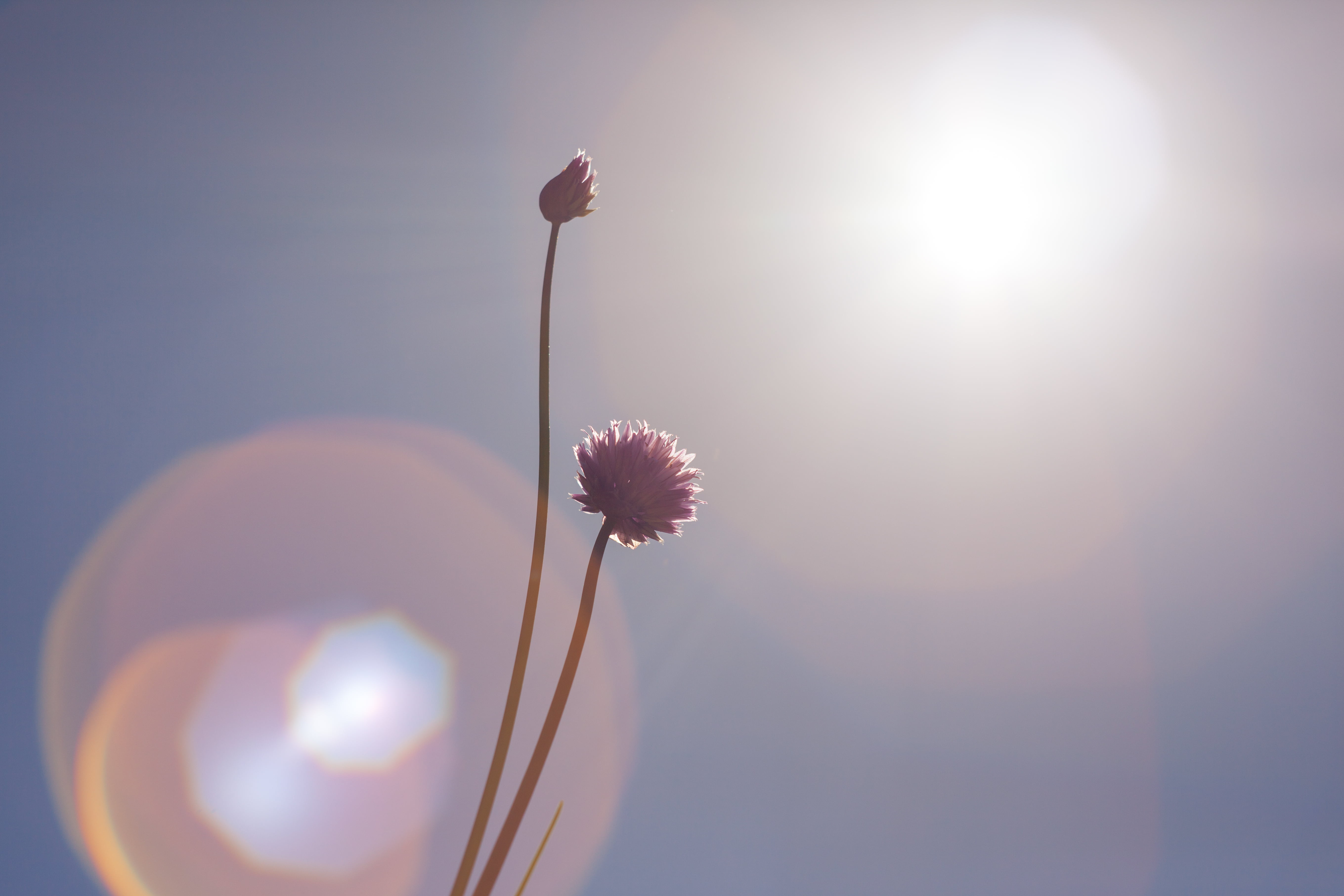 flores, 44  russian, blue sky, lens, summer, flower, sunlight, light, blue, single Flower, sky, sea, nature, prime, beer garden, photo, west cliff, flowers, HD Wallpaper