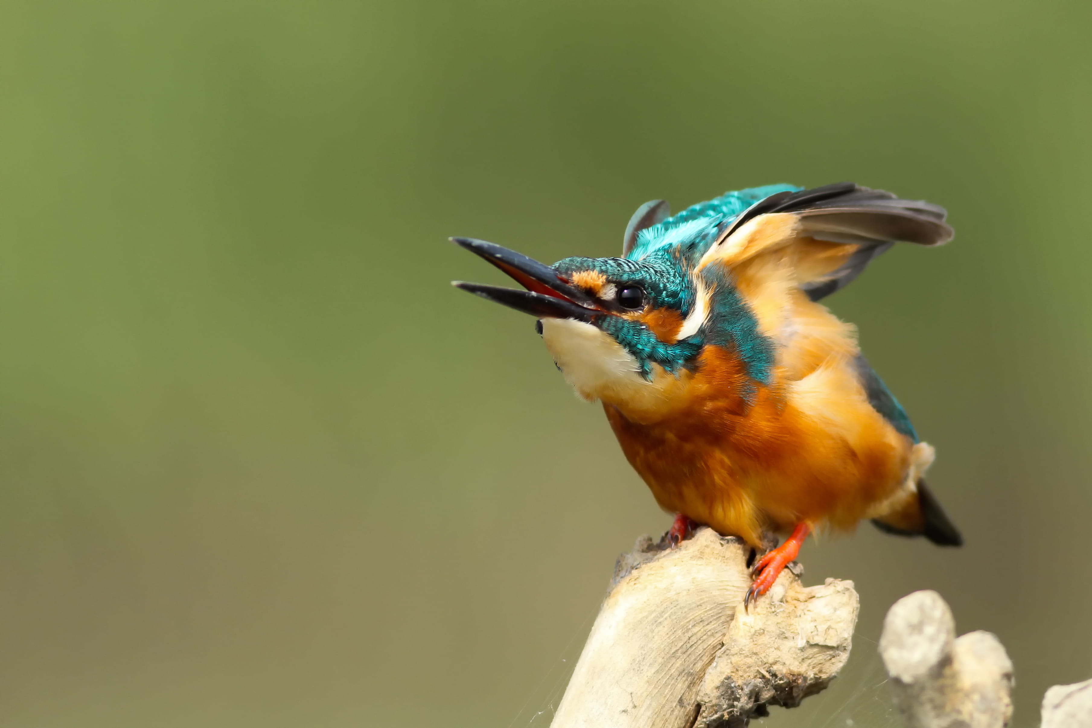 bird, bird Watching, tree, orange, focus on foreground, closeup photography, branch, beauty in nature, wildlife, color Image, animal wildlife, vertebrate, HD Wallpaper