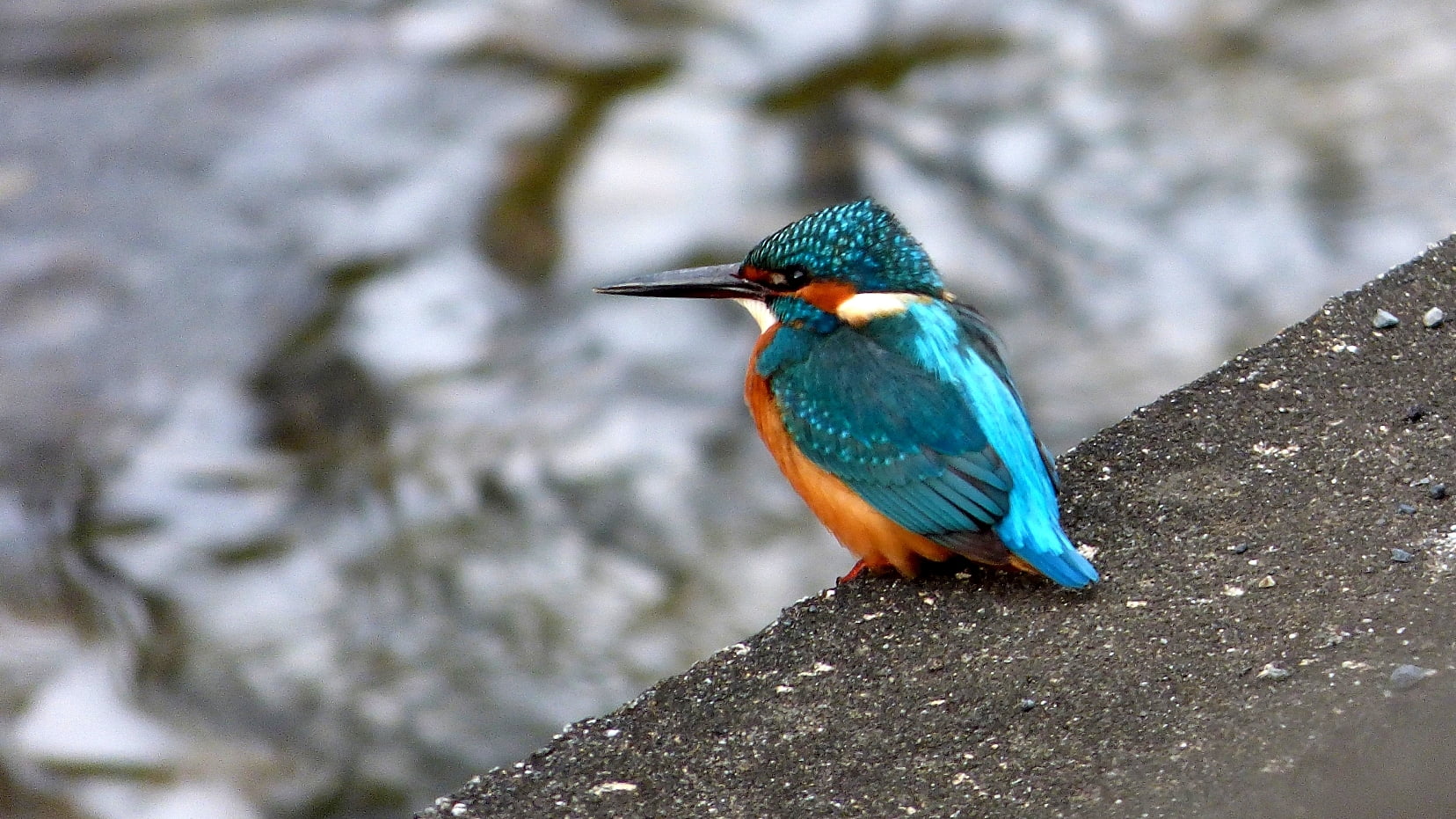 winter, animal, before dark, 720P, japan, hummingbird, bird, blue, daytime, bee-Eater, nature, Kingfisher, photo, beak, multi Colored, wildlife, explore, HD Wallpaper