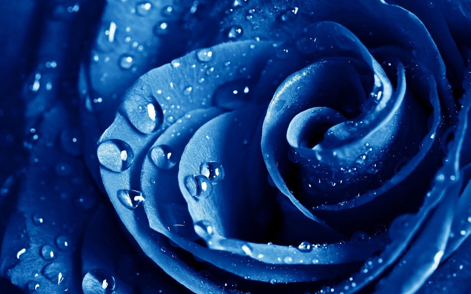 flowers, 1080P, roses, drops, blue, macro, water, rose, iphone, HD Wallpaper
