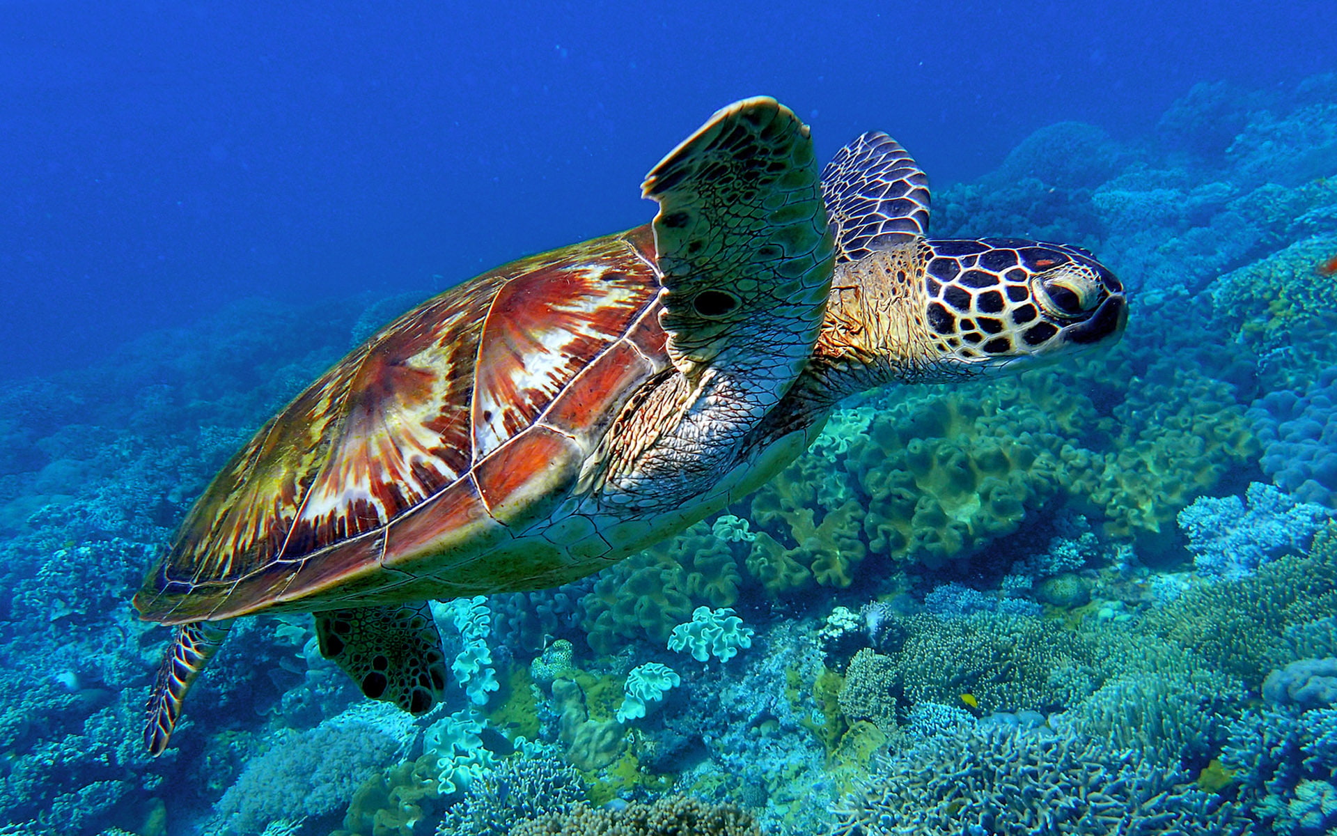 pacific, philippines, name, sea, apo, turtle, chelonia, green, 1080P, scientific, island, mydas, HD Wallpaper