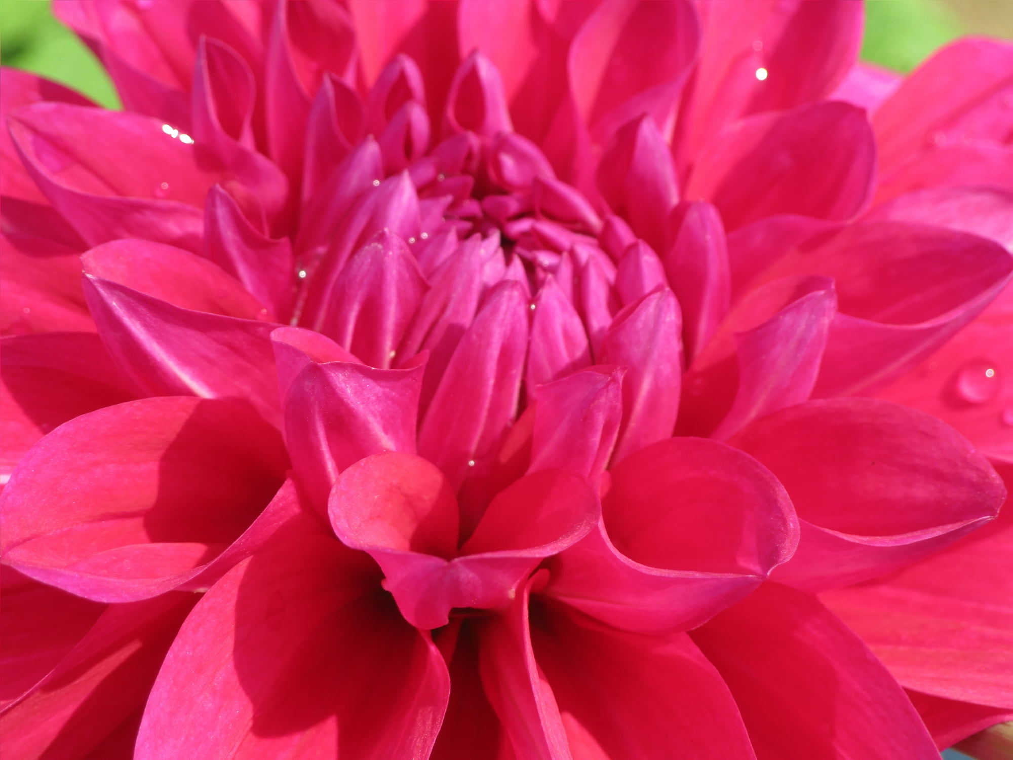 Colourful, petaled, petal, pink Color, close-up, Dahlia, flower Head, pink, shot, 1080P, plant, macro, macro shot, Petals, Flower, nature, beauty In Nature, HD Wallpaper