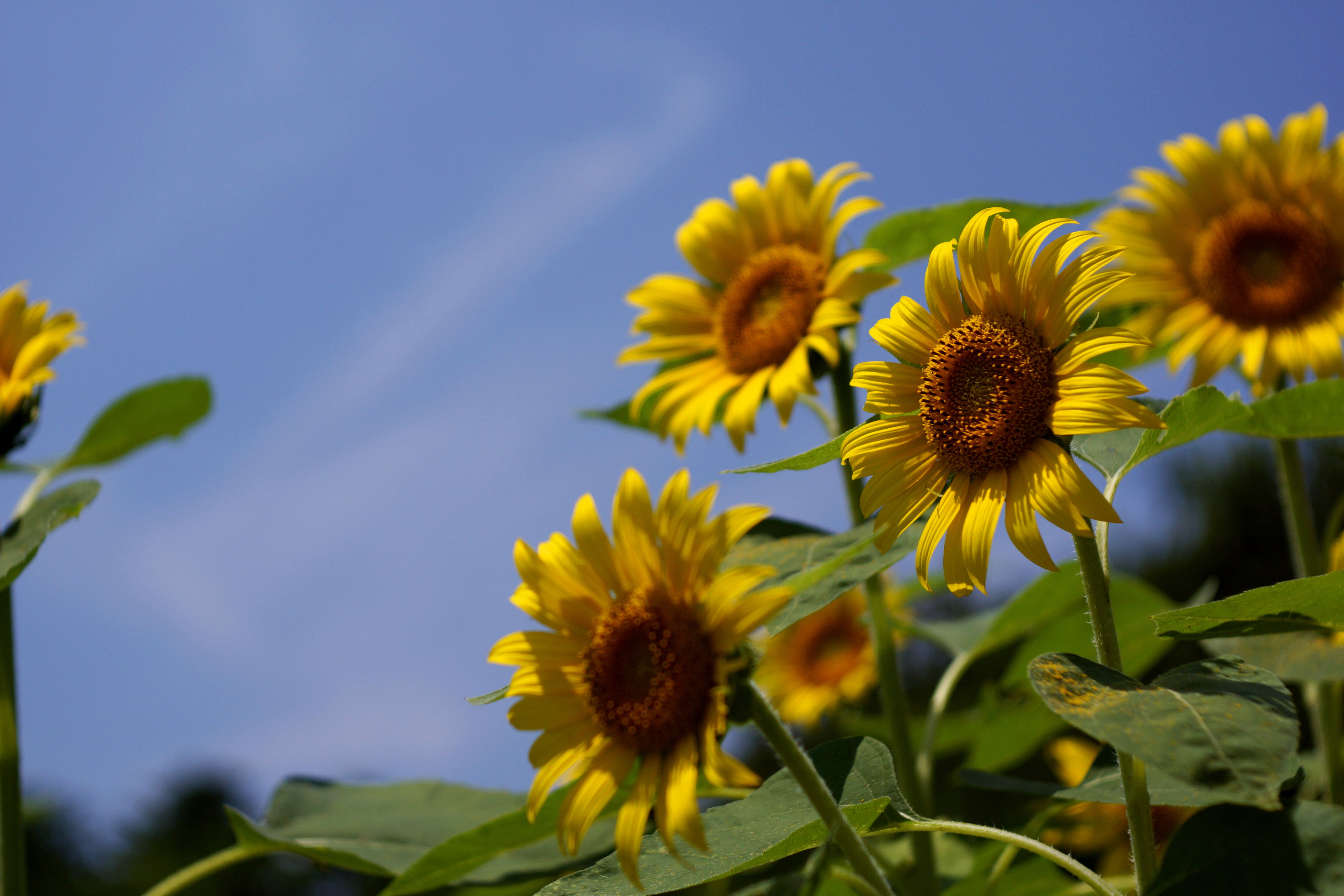 shallow, yellow, nature, shallow focus, Good Morning, agriculture, F2.8, Tessar, flower, Mr, ヒマワリ, focus, sunflowers, sunflower, plant, rural Scene, sky, HD Wallpaper