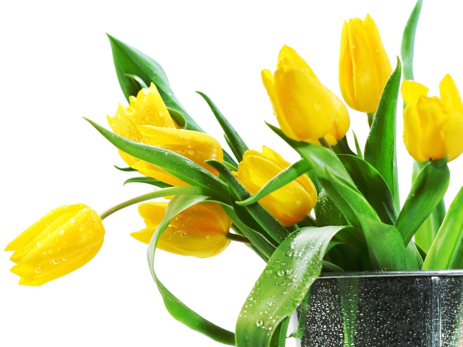 tulips, Flower, Beautiful, Yellow, Tulip, flowers, 720P, HD Wallpaper
