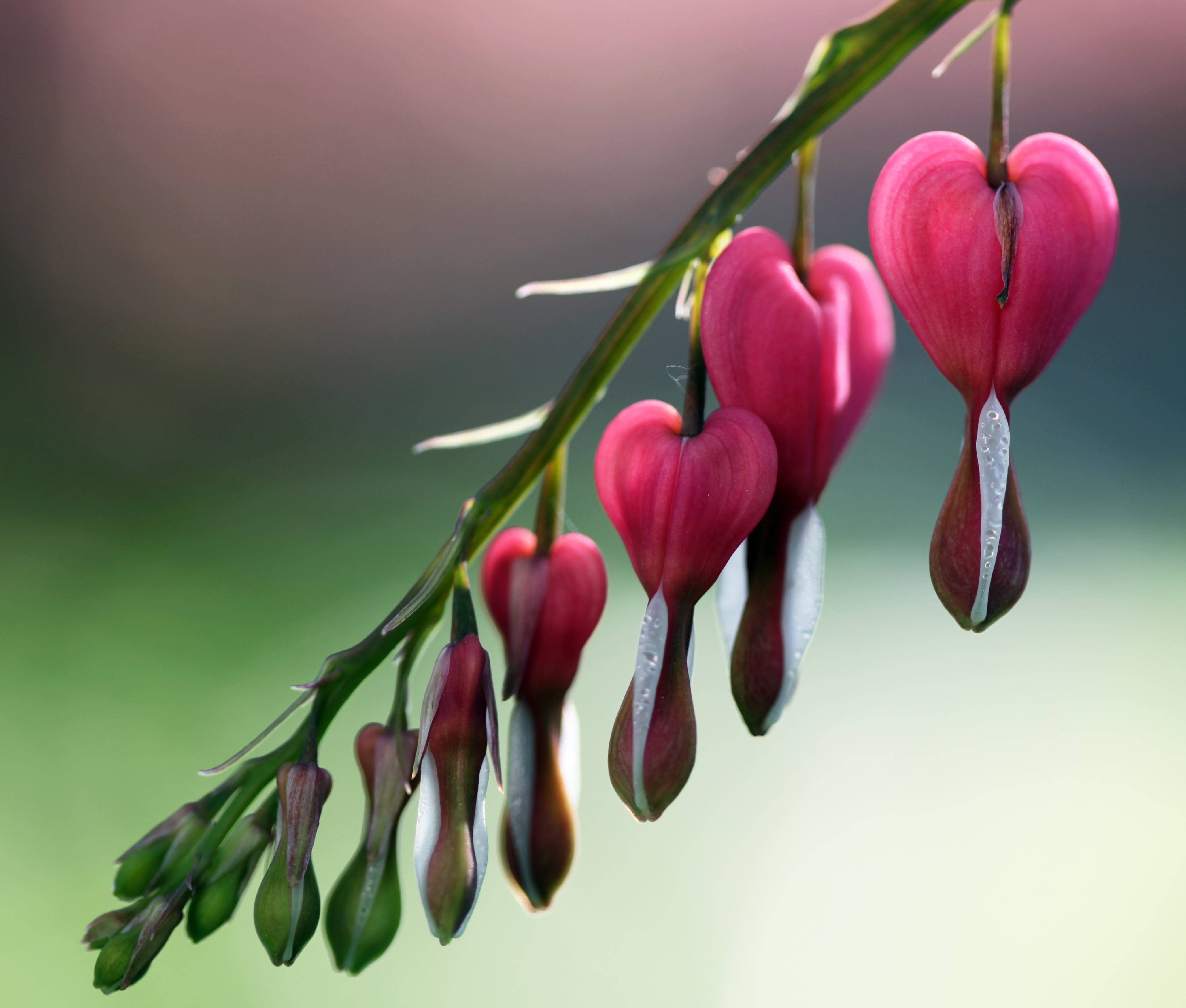 4K, freshness, Flower, flowers, heart, bleeding heart, nature, petaled, red, plant, Huczek, bleeding, HD Wallpaper