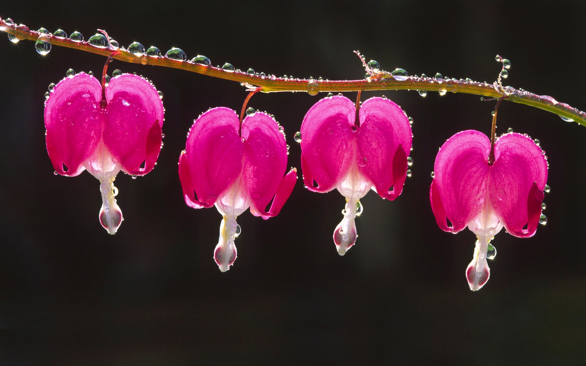 1080P, nature, macro, dew, Bleeding Hearts, flowers, HD Wallpaper