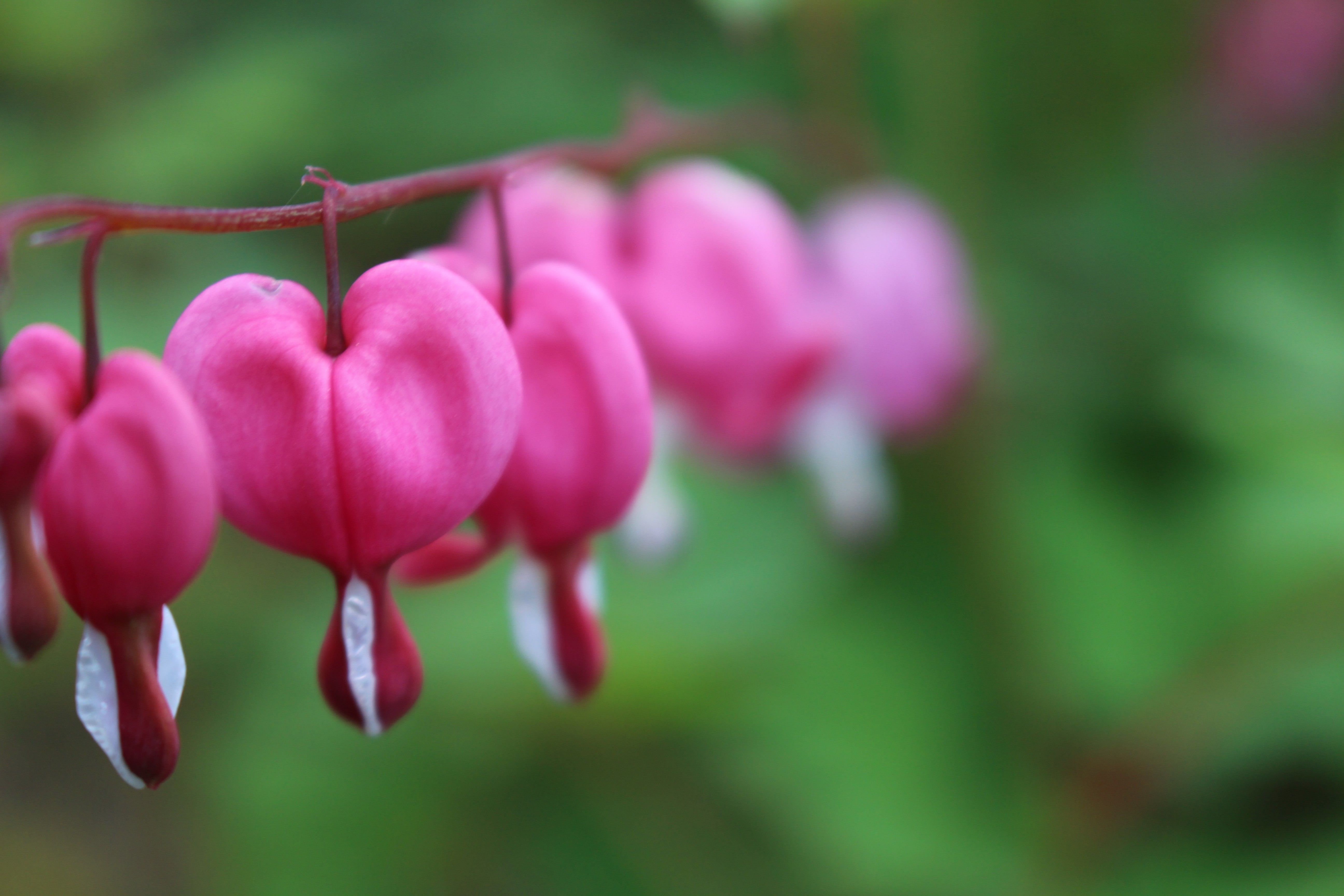 growth, water, inflorescence, butterfly, day, Bleeding Hearts, blossom, spring, flowering plant, beauty in nature, vulnerability, fragility, petal, pink color, HD Wallpaper