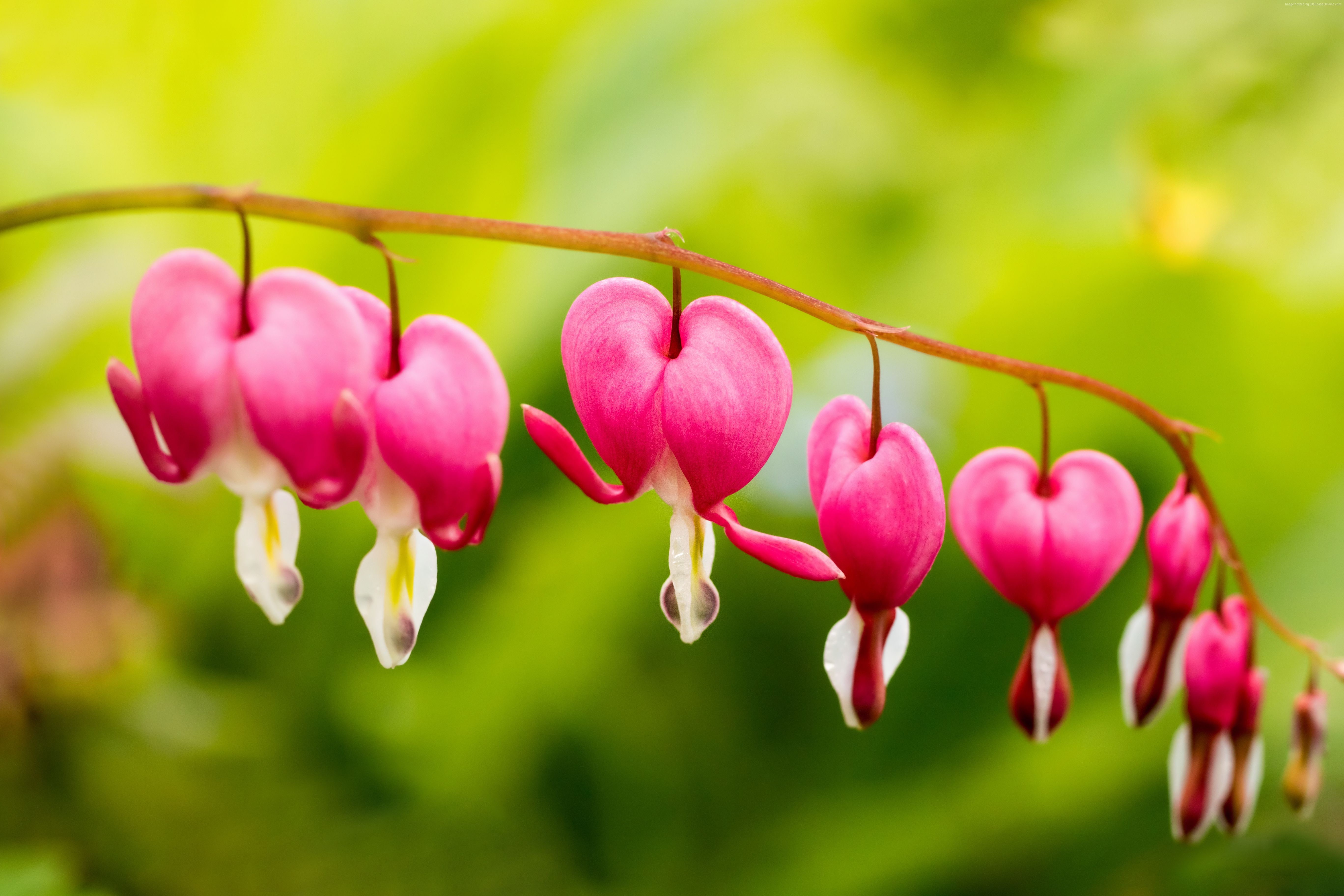 bleeding hearts, 5K, 5K, flowers, HD Wallpaper