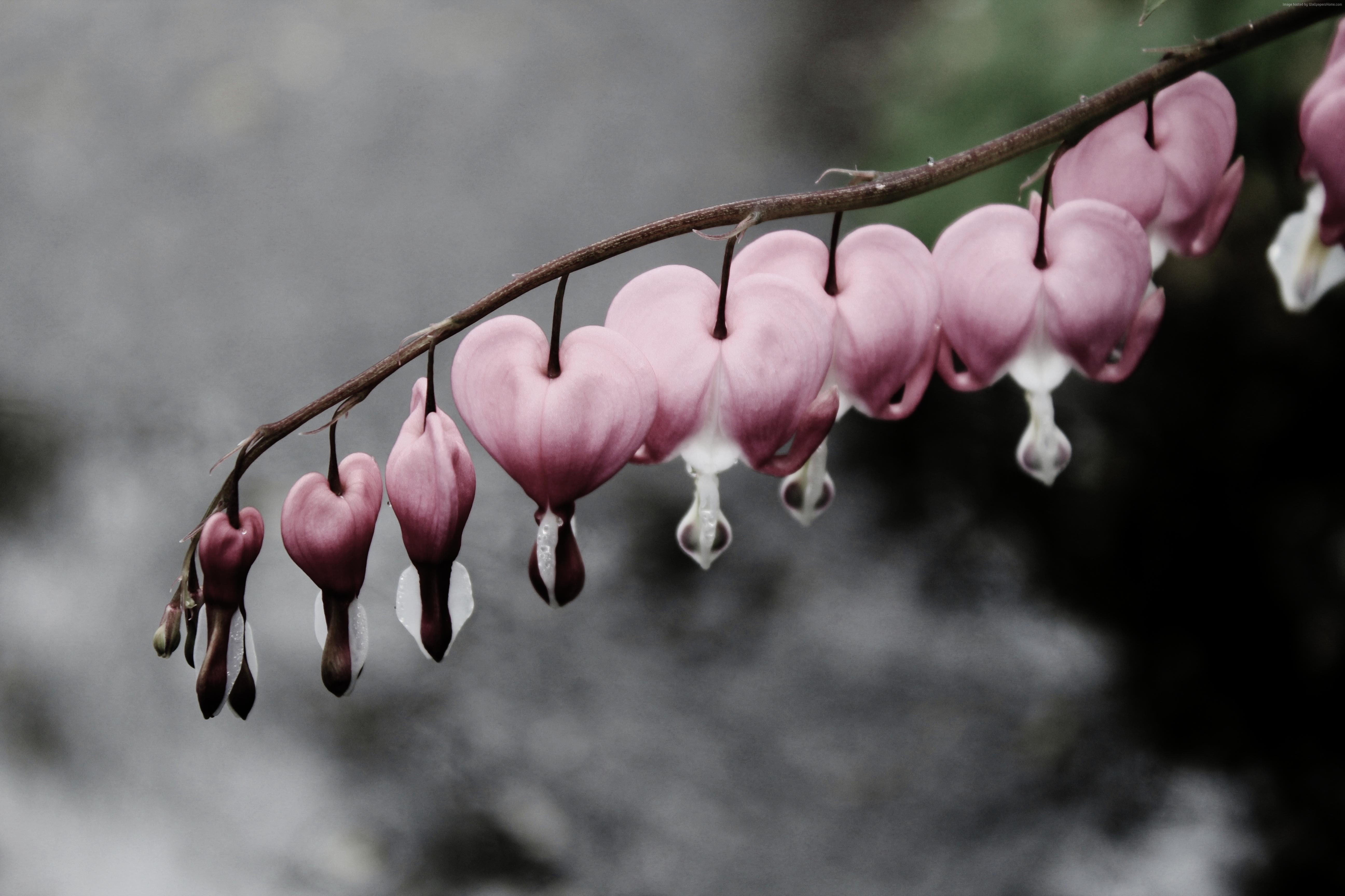 snow, 5K, 4k, flowers, water, 5k, bleeding hearts, HD Wallpaper