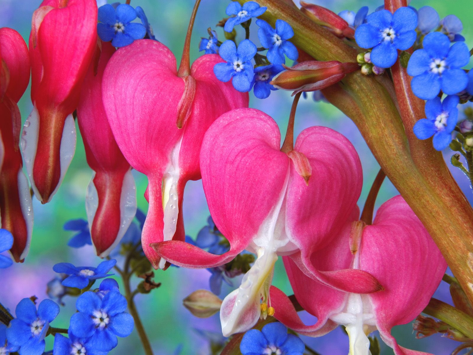 flowers, 720P, pink, blue, hd, bleeding, heart, HD Wallpaper