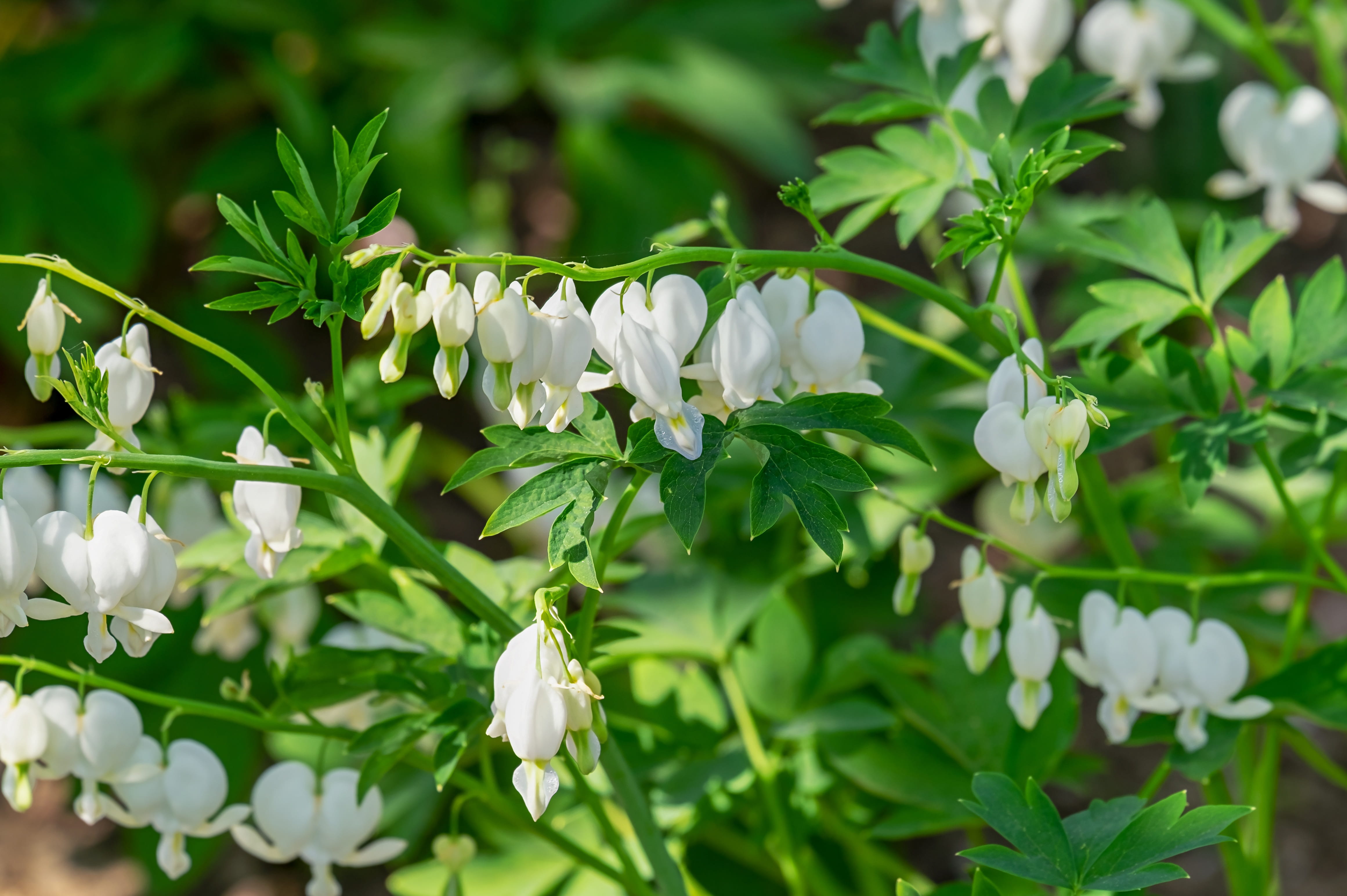 white, green color, blossom, close-up, watery heart, lamprocapnos spectabilis, flower, 4K, flowering plant, flowers, shallow, flower arch, vulnerability, HD Wallpaper