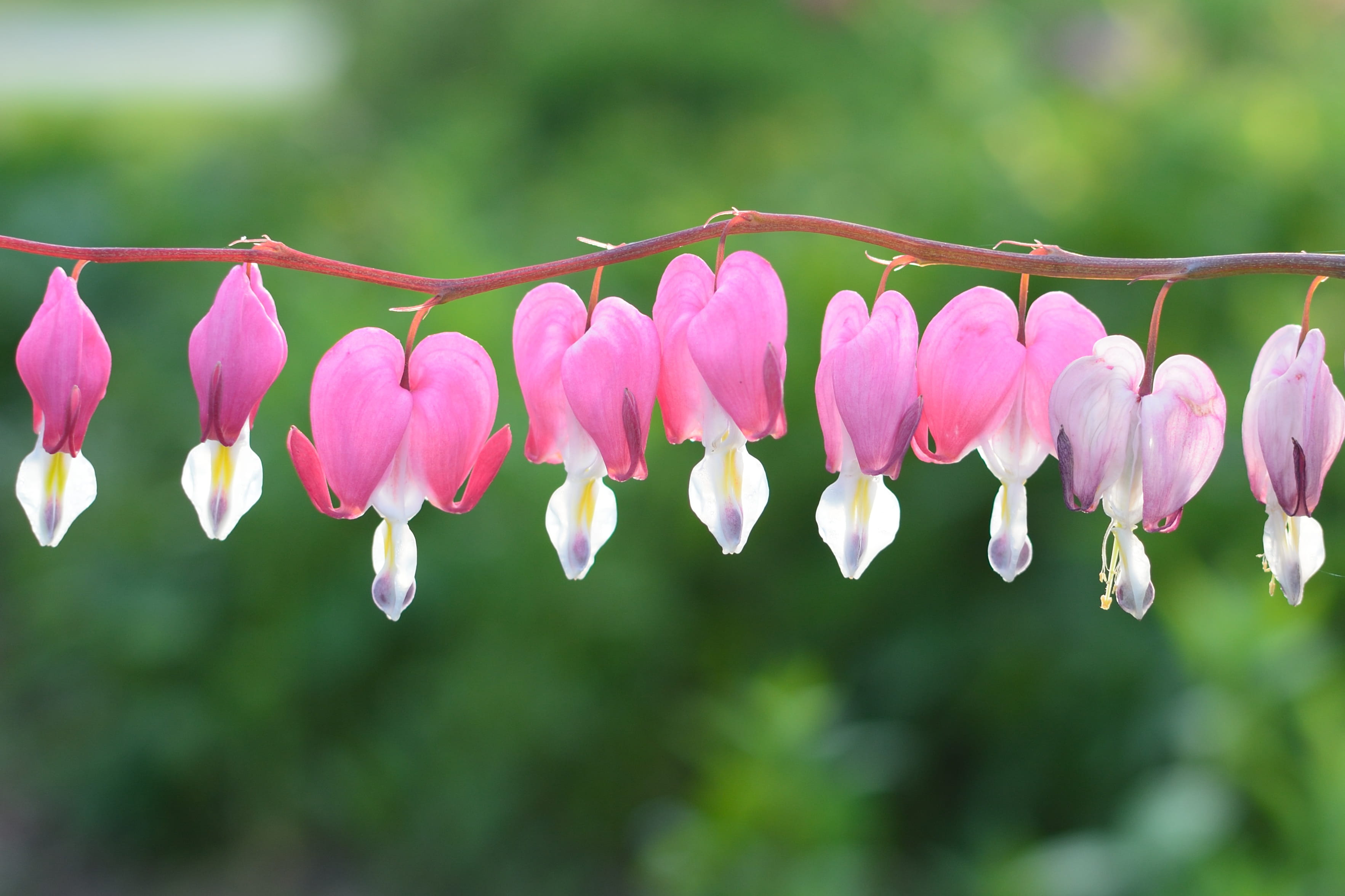 branch, vulnerability, petal, beauty In Nature, plant, spring, flower Head, flaming heart, hanging, day, nature, growth, bloom, pink Color, marie heart, HD Wallpaper