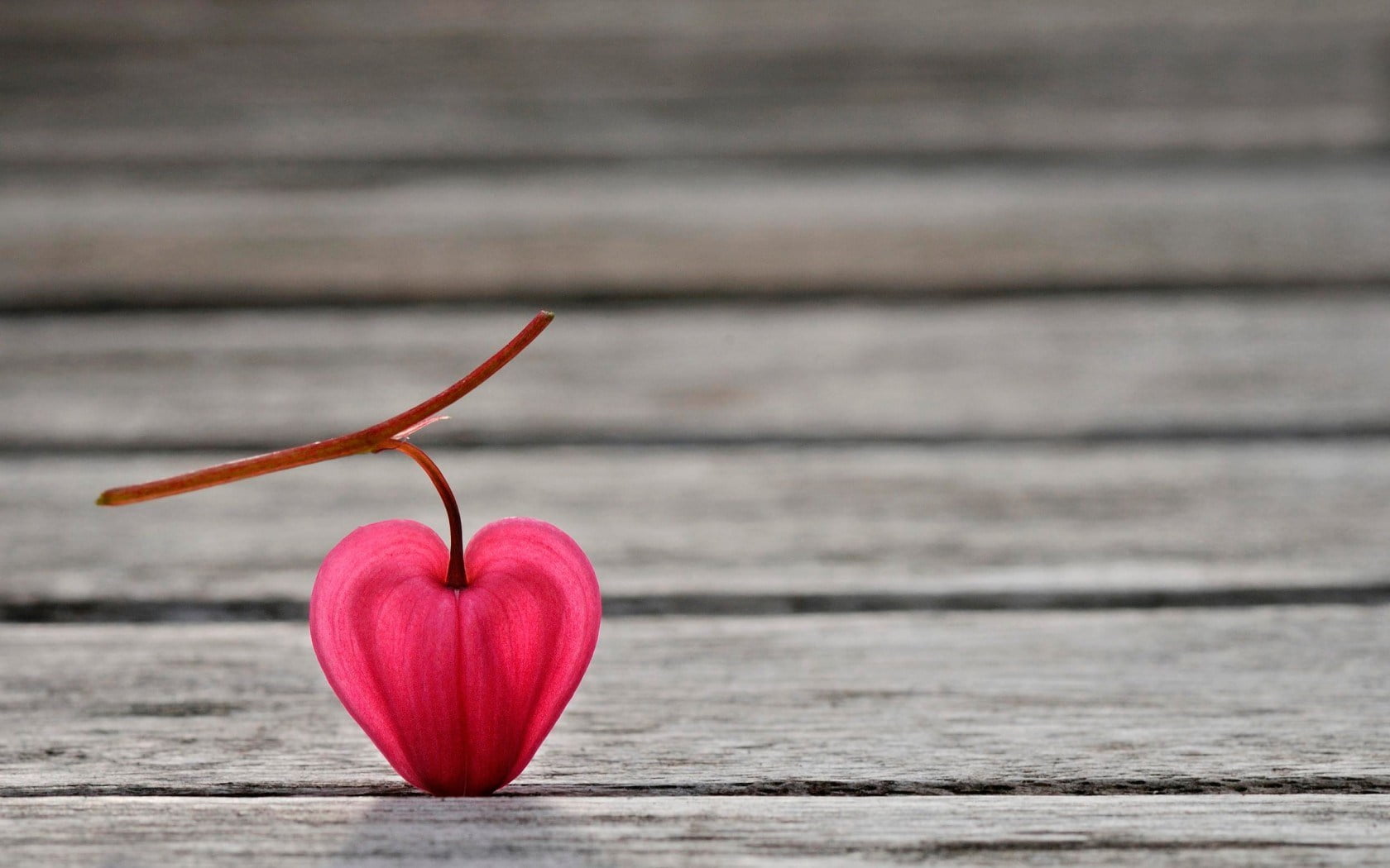 no people, pink, red, plant, pink color, valentines day - holiday, day, focus on foreground, flower, close-up, emotion, wood - material, wood grain, still life, HD Wallpaper
