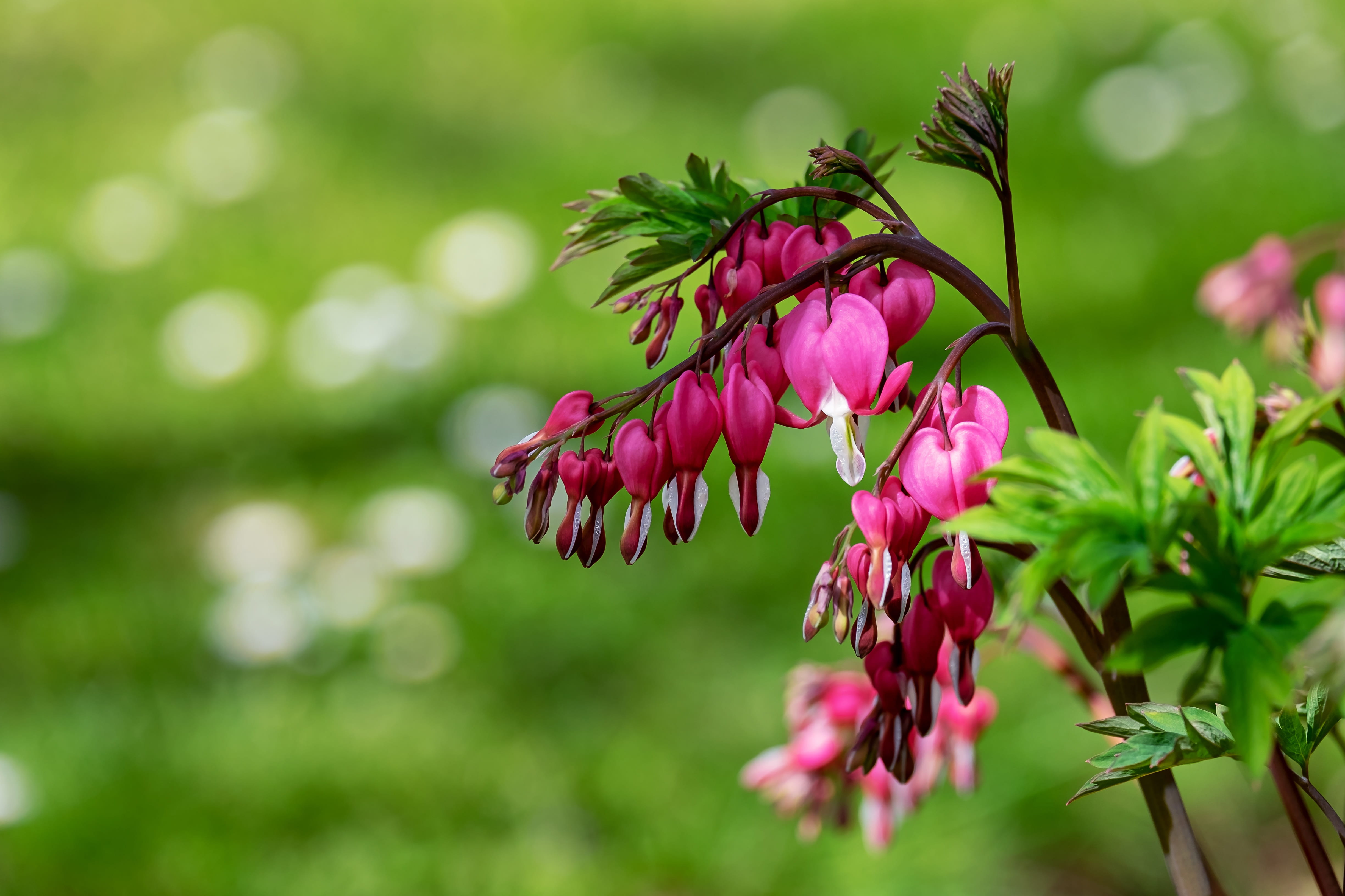 flaming heart, watery heart, focus on foreground, vulnerability, bleeding heart, outdoors, hanging, blossom, pink color, petal, ornamental plant, plant, HD Wallpaper