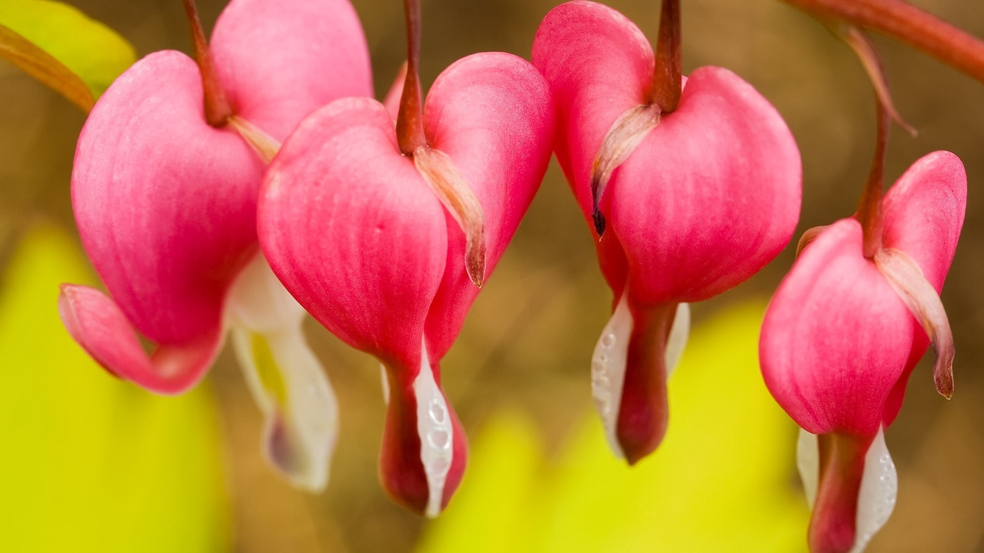 pink color, outdoors, nature, plants, vulnerability, petal, flowering plant, beauty in nature, flowers, orchid, freshness, 1080P, heart, bleeding, fragility, HD Wallpaper