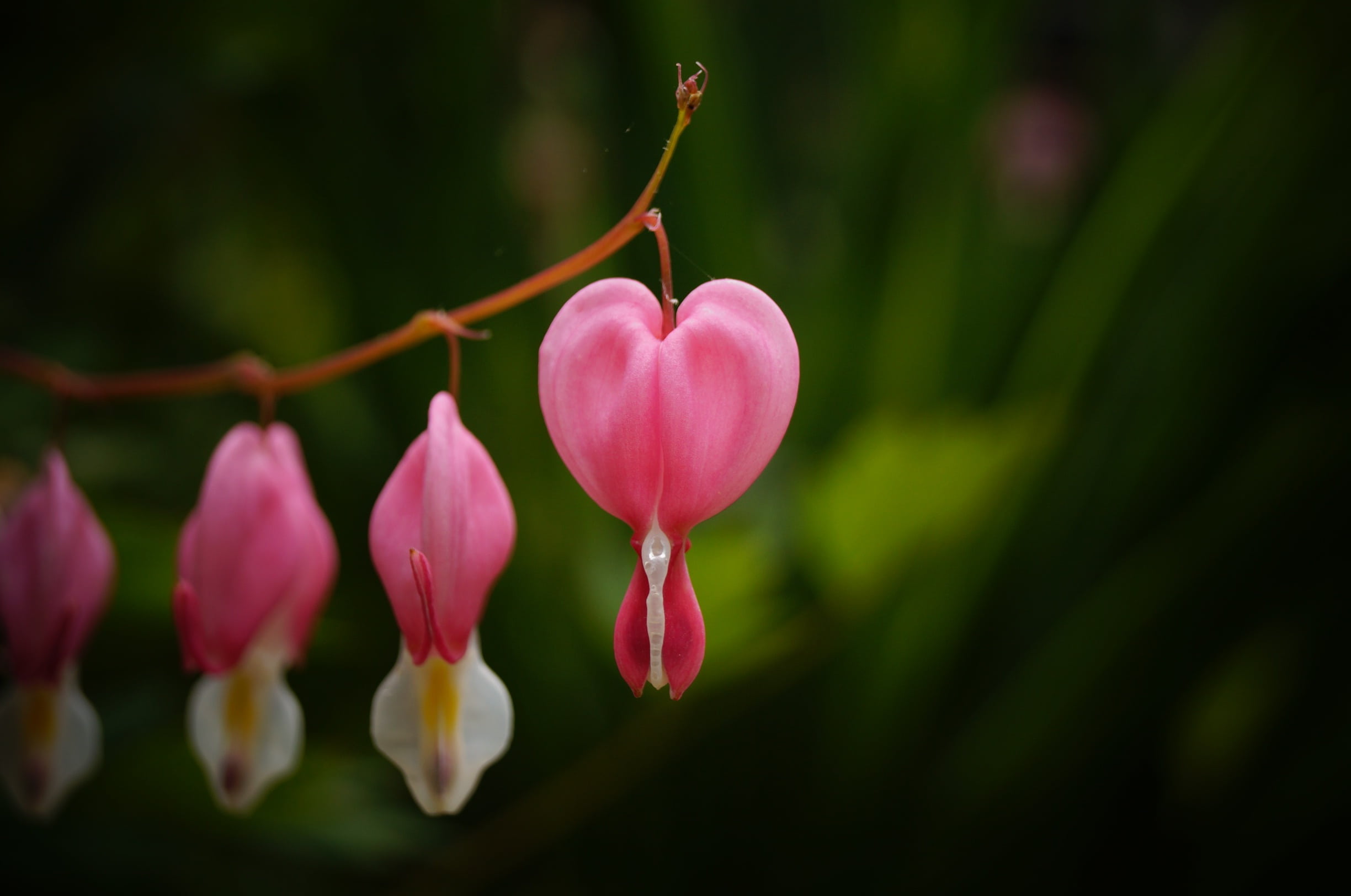 outdoors, flowers, leaves, focus, valentines, holiday, plant stem, red, inflorescence, petals, pink color, natural, flower head, petal, flower, 1080P, HD Wallpaper