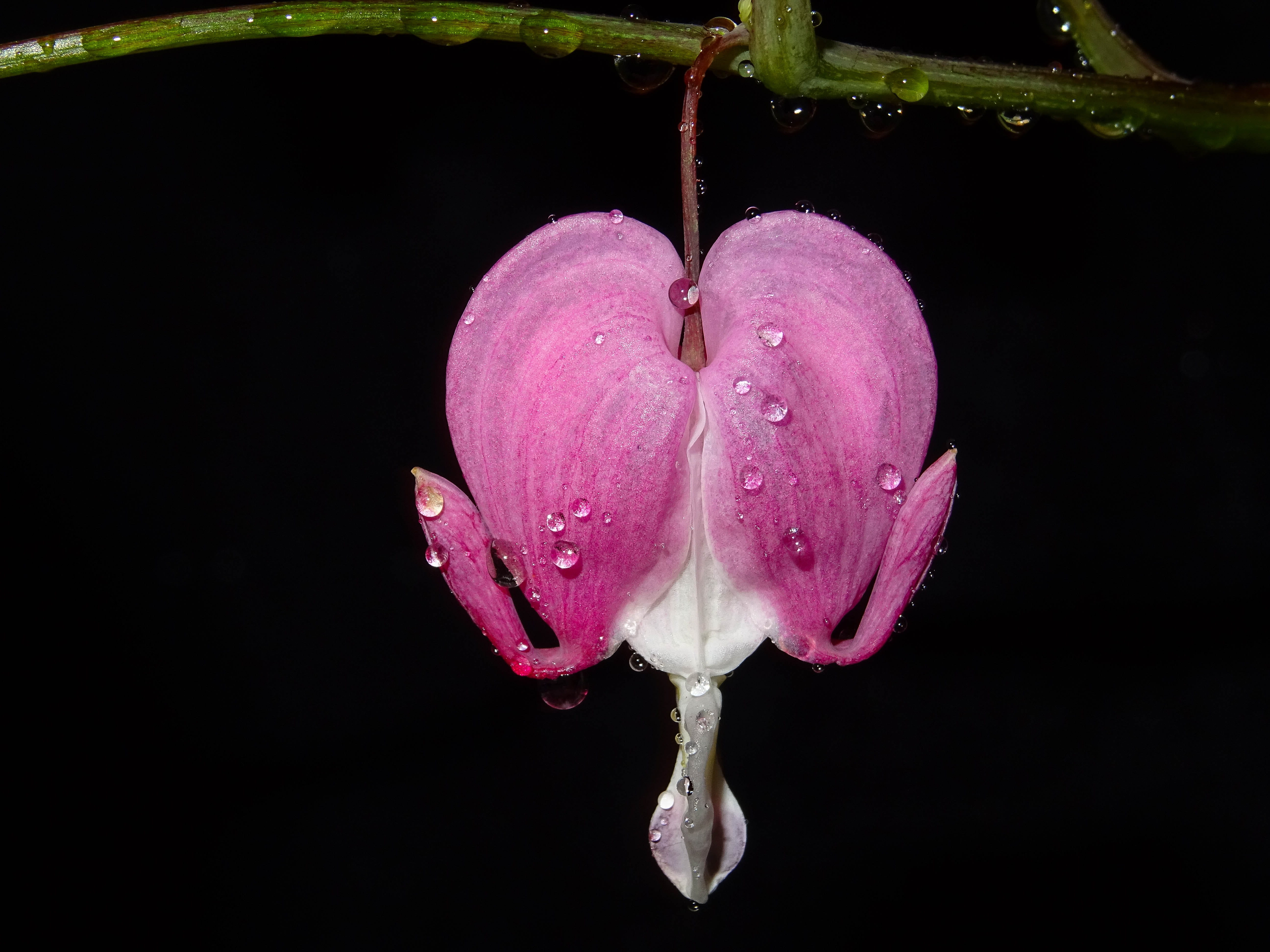 spring, beauty in nature, flowering plant, drip, no people, close-up, black background, plant, love, pink color, nature, season, studio shot, bleeding heart, HD Wallpaper