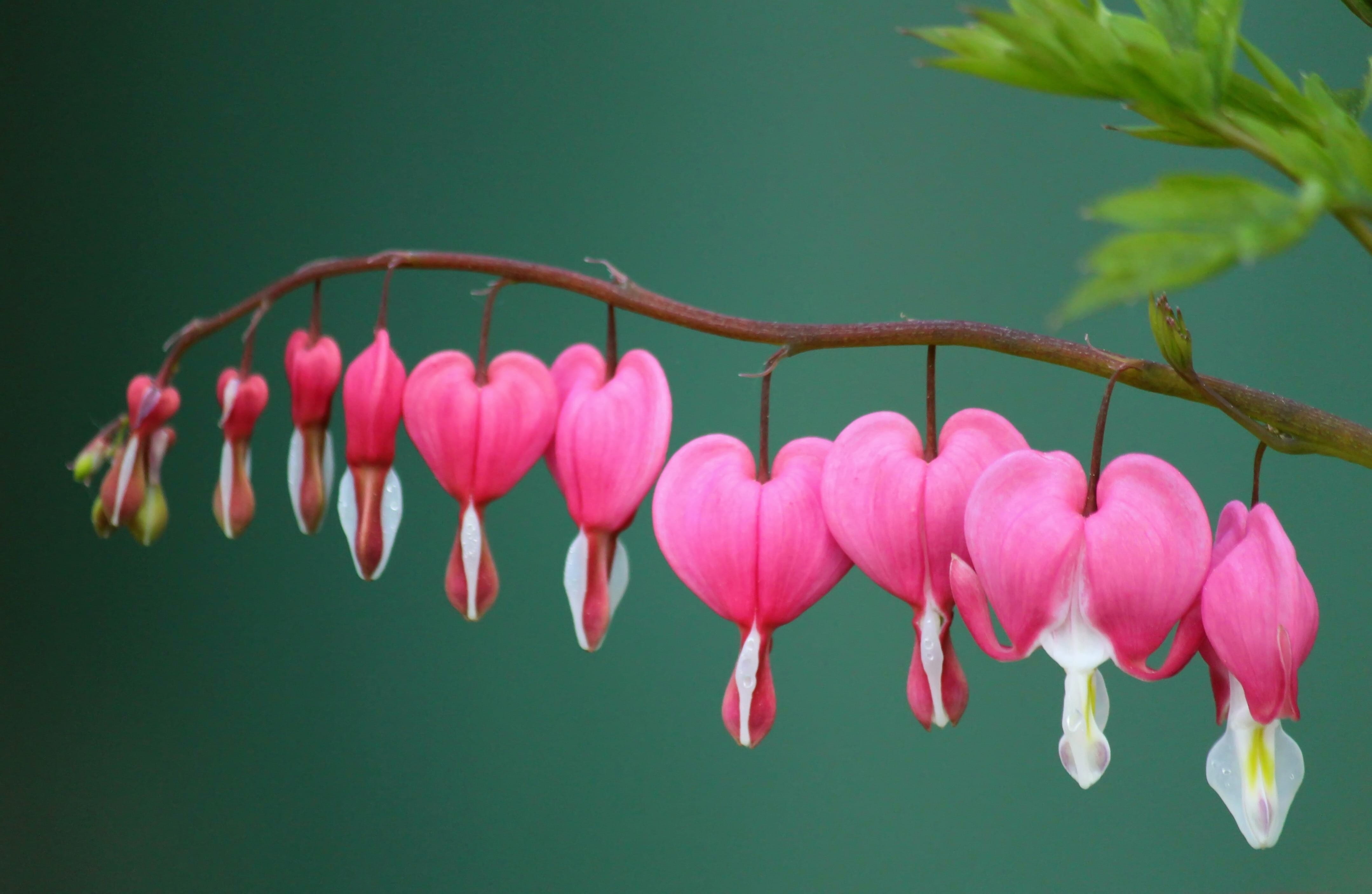 vulnerability, flower, bloom close up, flowers, beauty in nature, pink color, growth, order, hanging, beautiful, heart, studio shot, brown, petal, garden plant, HD Wallpaper