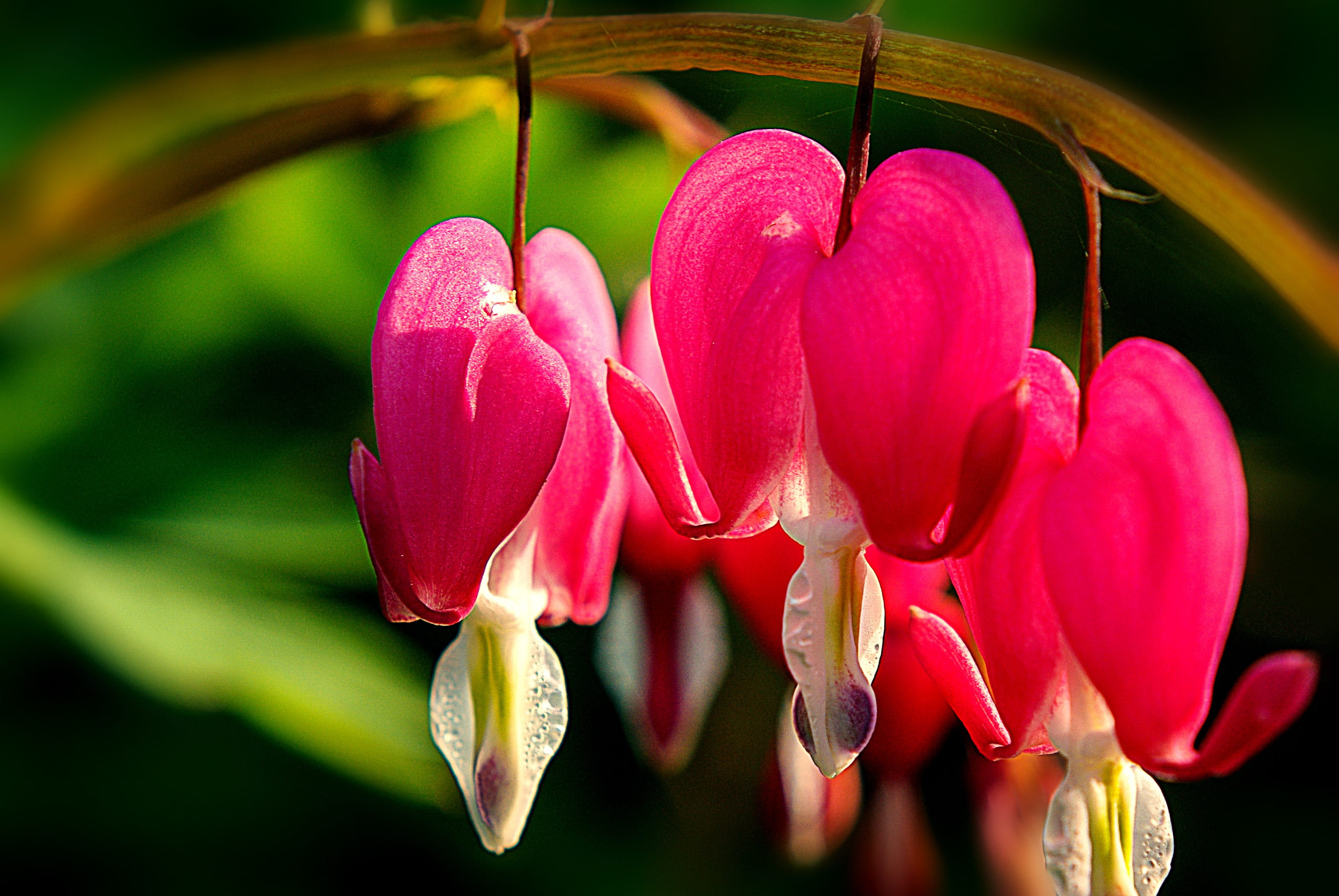 flowering plant, outdoors, blossom, close-up, pollen, botany, photo, plant, day, freshness, orchid, beauty In Nature, vulnerability, macro, springtime, HD Wallpaper