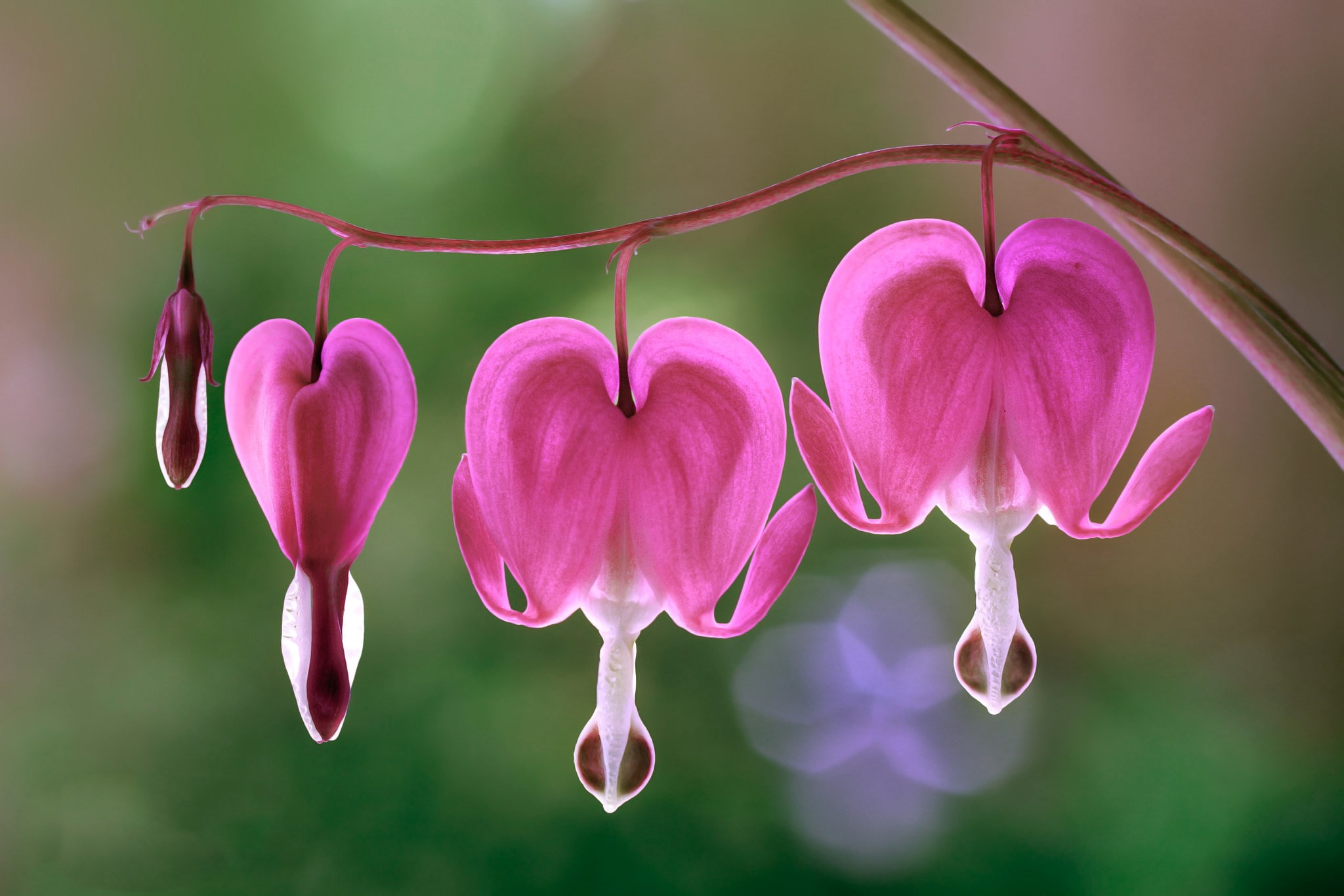 flower head, no people, plant, pink color, growth, vulnerability, outdoors, freshness, flower, flowering plant, purple, close-up, heart shape, 1080P, day, HD Wallpaper