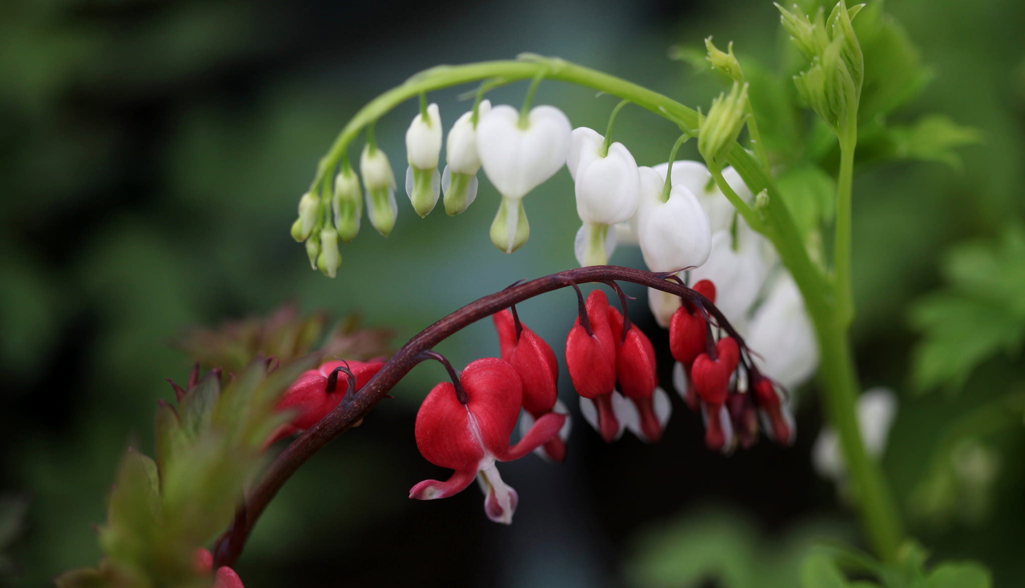macro, bokeh, broken heart, The bleeding heart is gorgeous, 1080P, HD Wallpaper