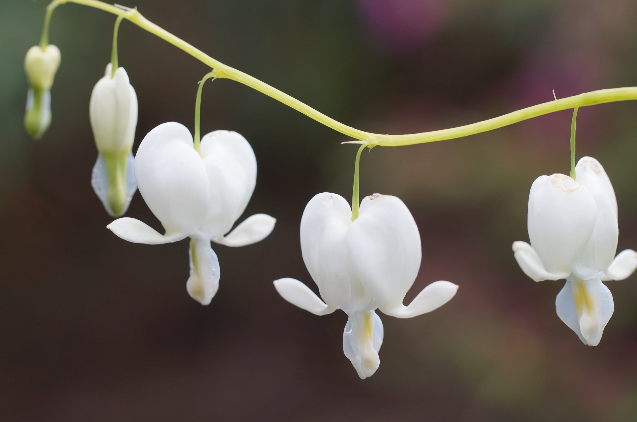 photo, dicentra white, flower Head, freshness, 1080P, closeup, springtime, heart, inflorescence, outdoors, orchid, vulnerability, fragility, close-up, HD Wallpaper