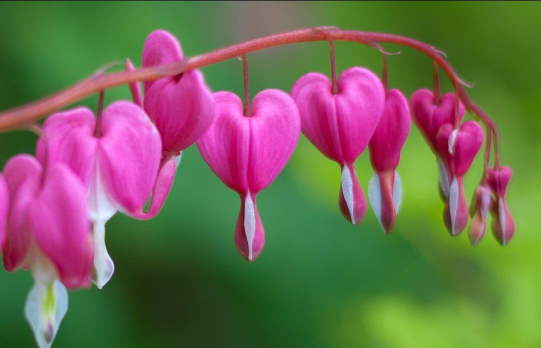 heart, BLH, close, beauty In Nature, petal, flower, Spring Love, close-up, bleeding, pink Color, bardia, beauty, pink, photography, white, 480P, close up photography, HD Wallpaper