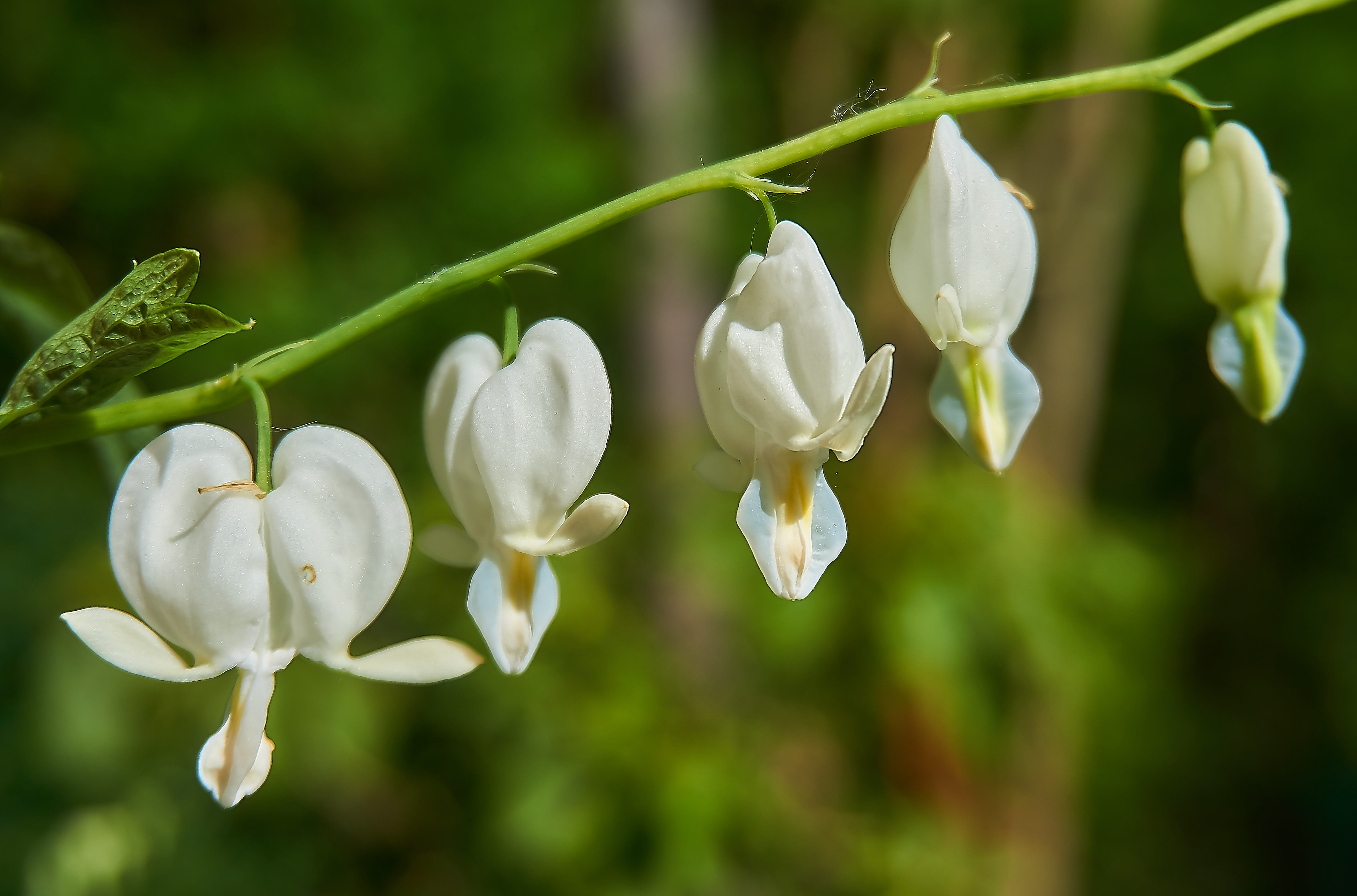 nature, inflorescence, herzerlstock, lamprocapnos endl, bleeding heart, 5K, shift, freshness, flower head, no people, flower, petal, flowers, outdoors, HD Wallpaper