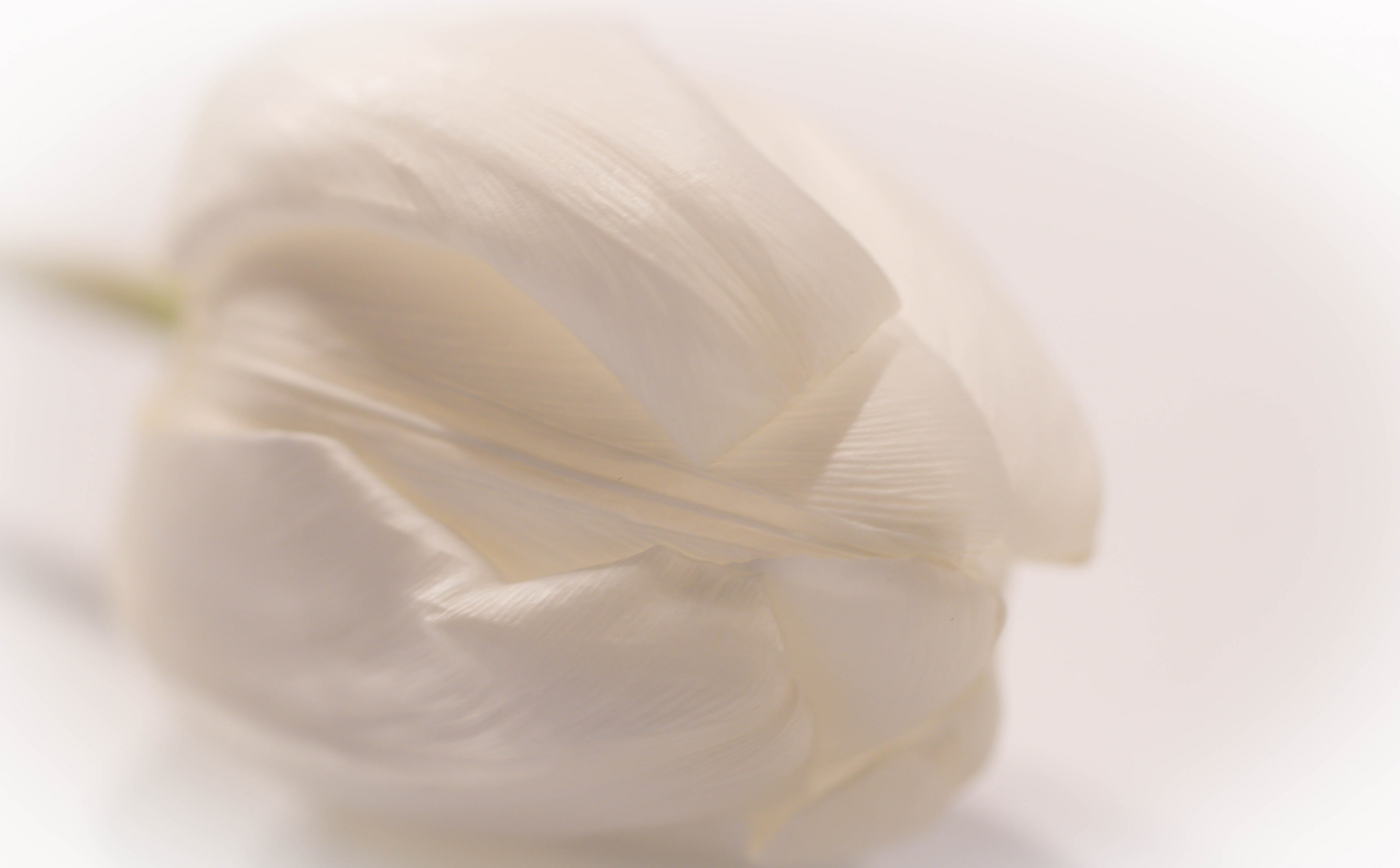 fs150208, White, Tulip, backgrounds, textured, simplicity, single object, fragility, tulpan, no people, indoors, fotosondag, nature, freshness, Aero, blomma, HD Wallpaper