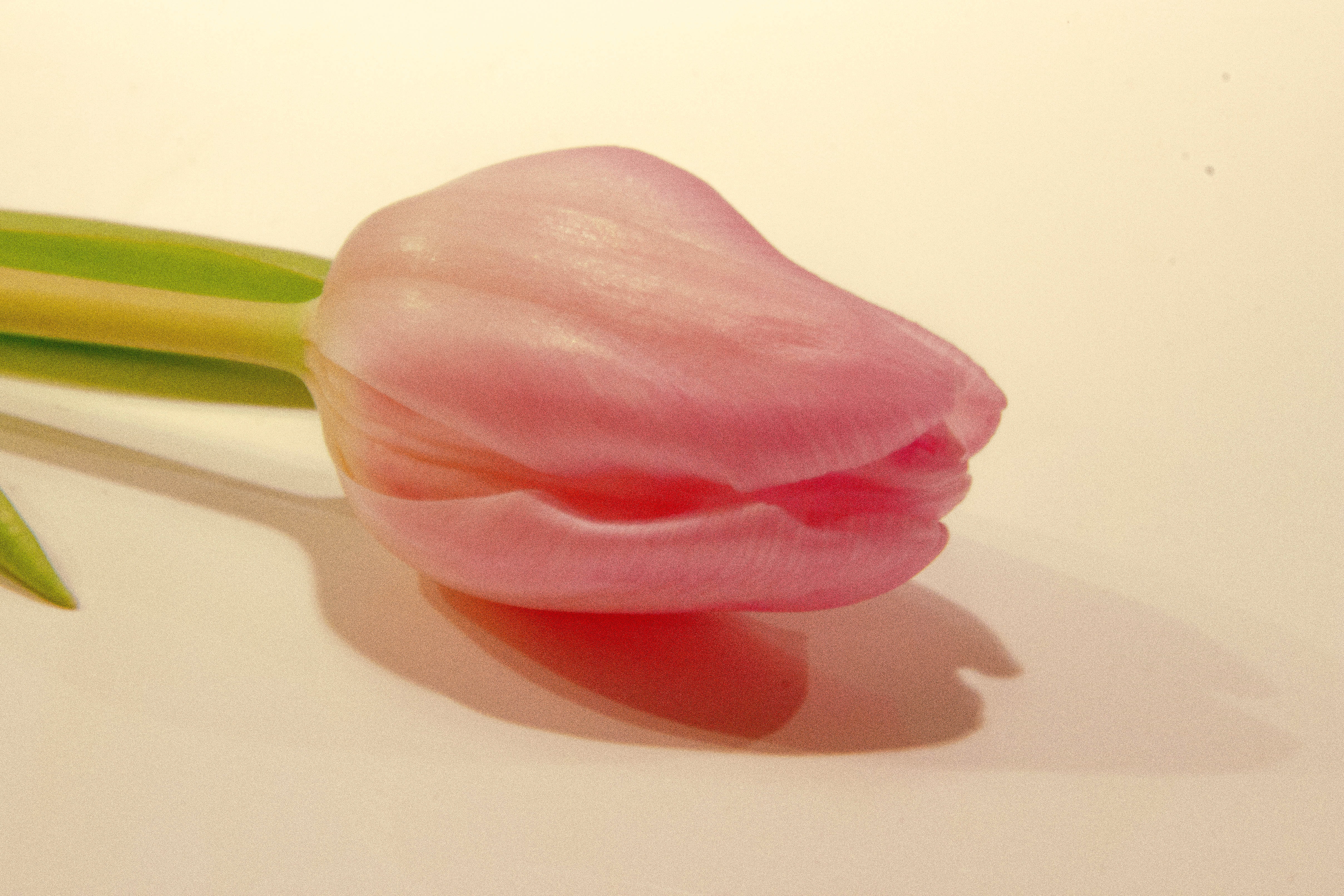 tulips, 4K, petal, nature, Flower, pink Color, Tulip, tribute, Countryside, tulpan, pink, HD Wallpaper