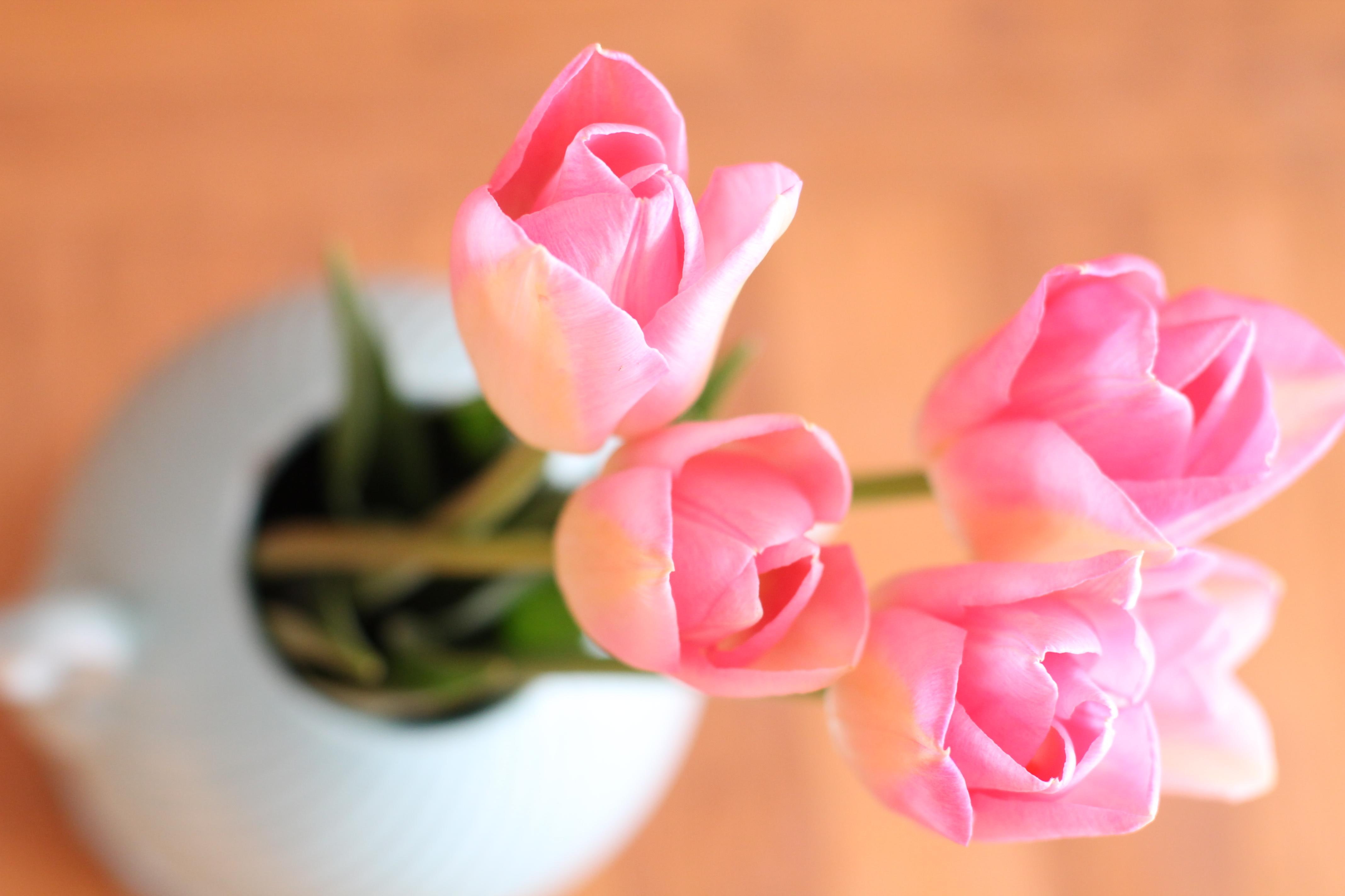 light, pink, bouquet, tulips, delicate, spring, pretty, flower, 4K, HD Wallpaper