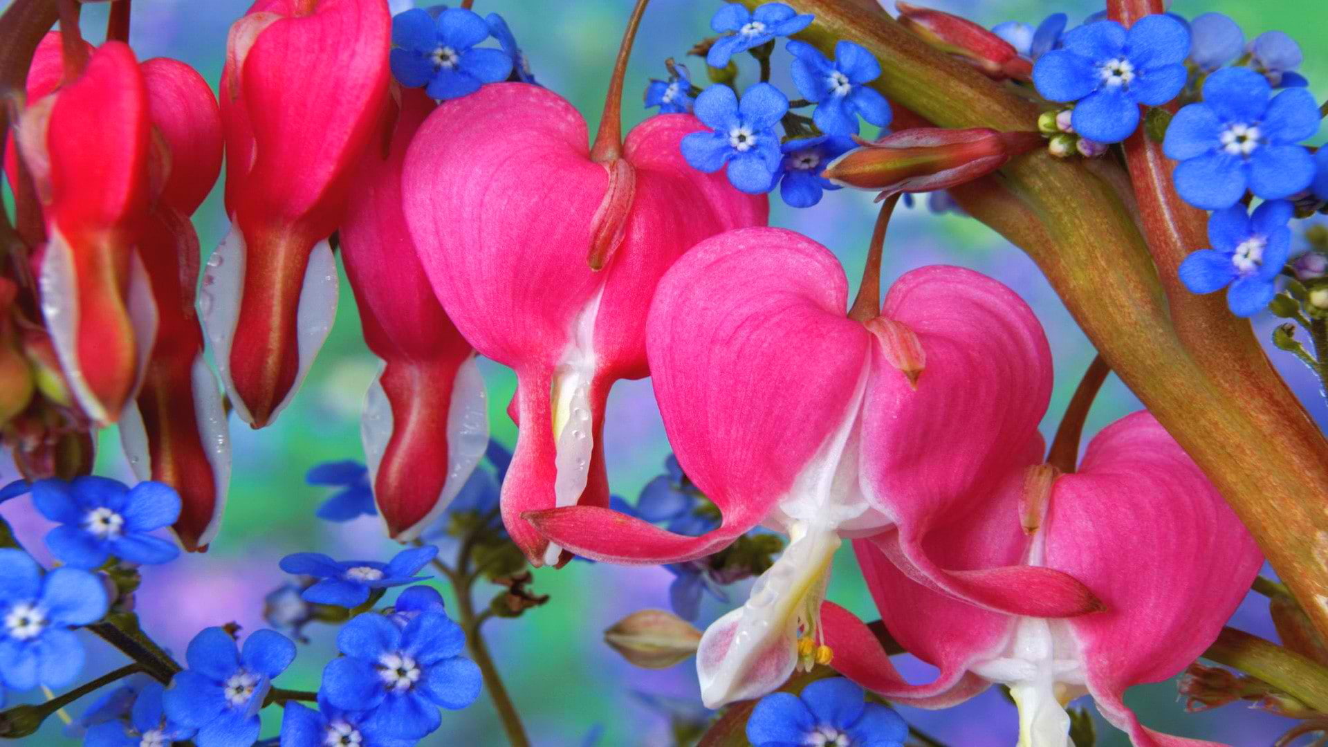 branches, 1080P, the bleeding heart, leaves, Bud, forget-me-nots, petals, bouquet, HD Wallpaper