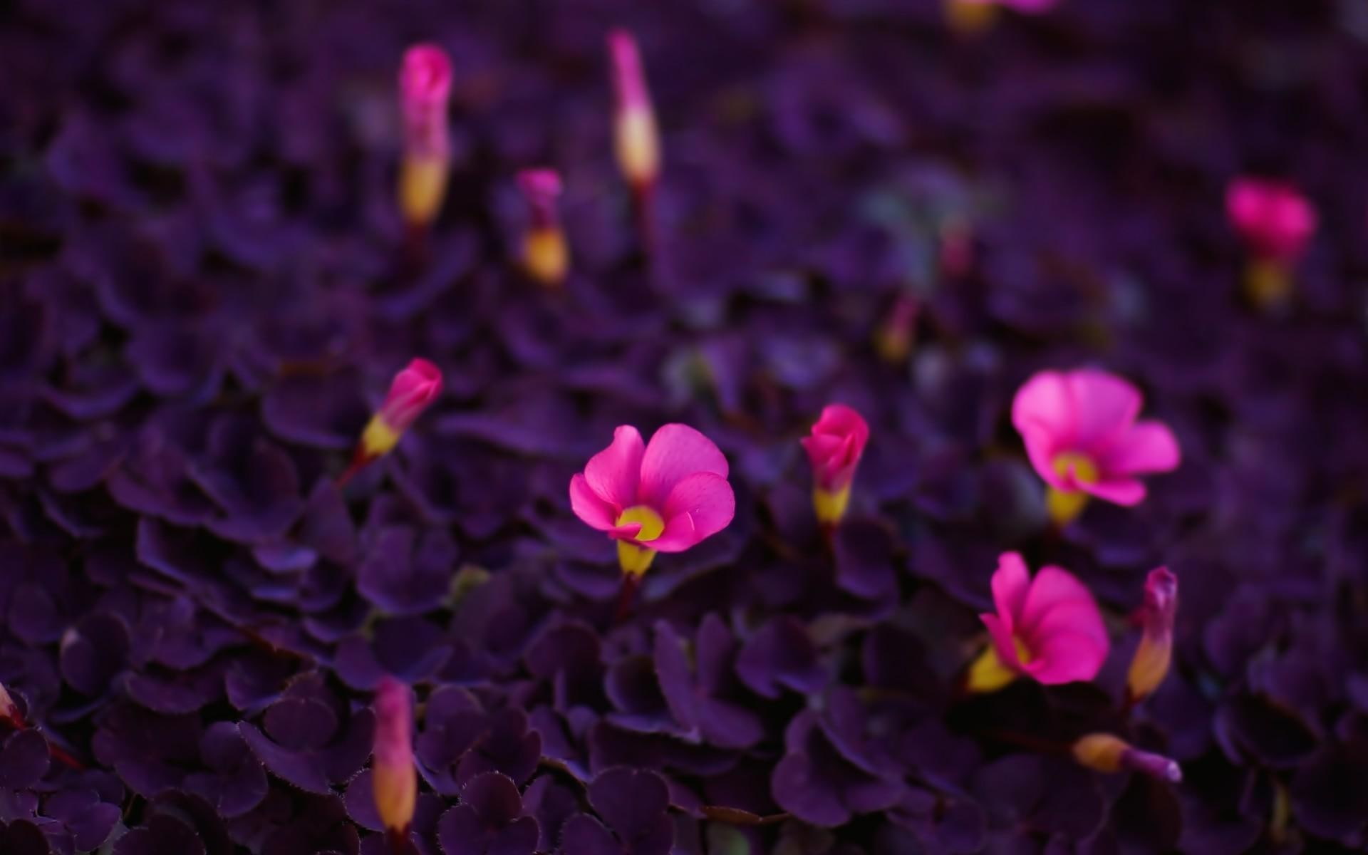 pretty, flowers, small, nature, 1080P, pink, 3d and abstract, petite, field, petaled, HD Wallpaper