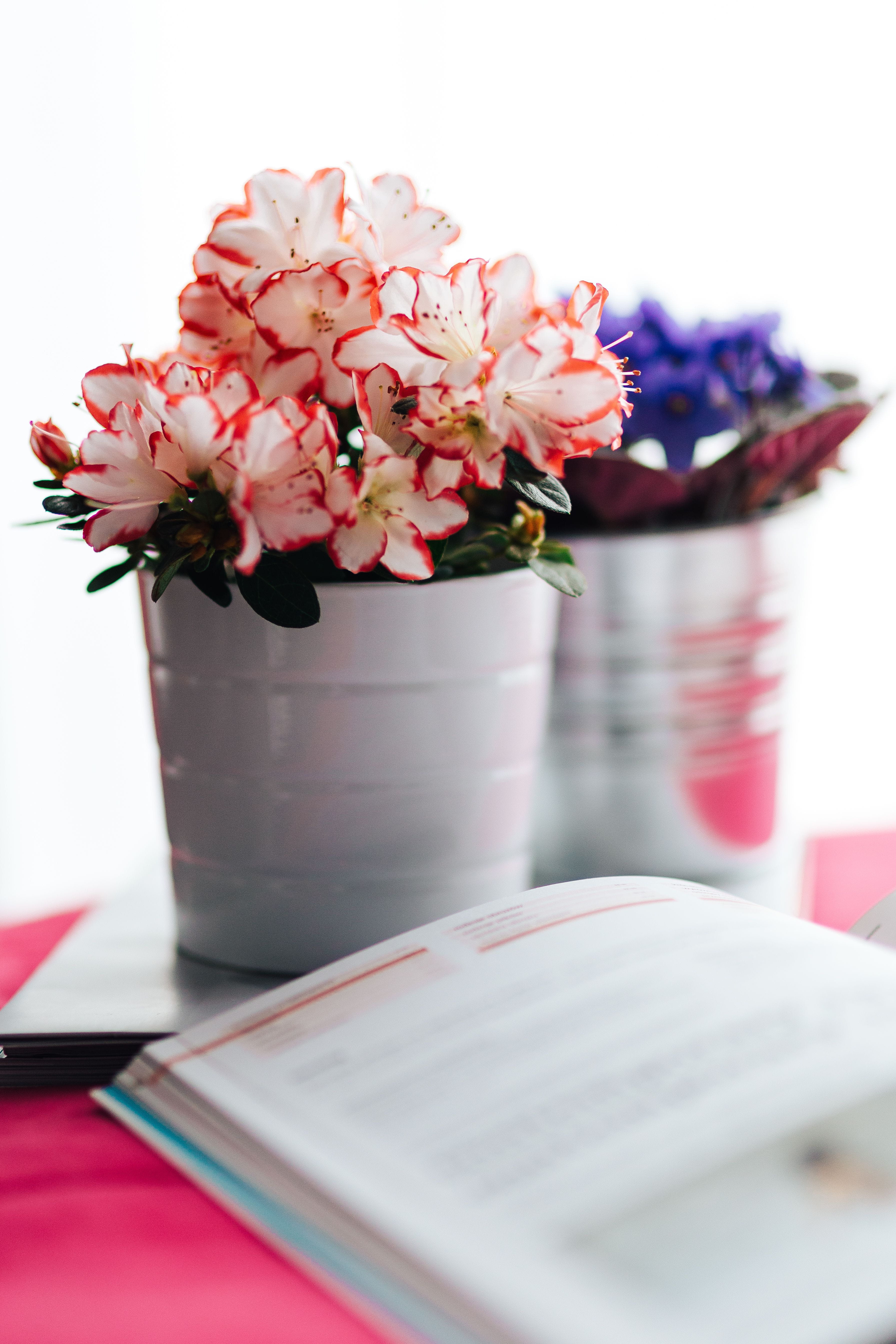 pink, flower head, pot, indoors, arrangement, book, cake, flora, flower arrangement, plant, beautiful, nature, vulnerability, pretty, decoration, no people, Phone HD Wallpaper