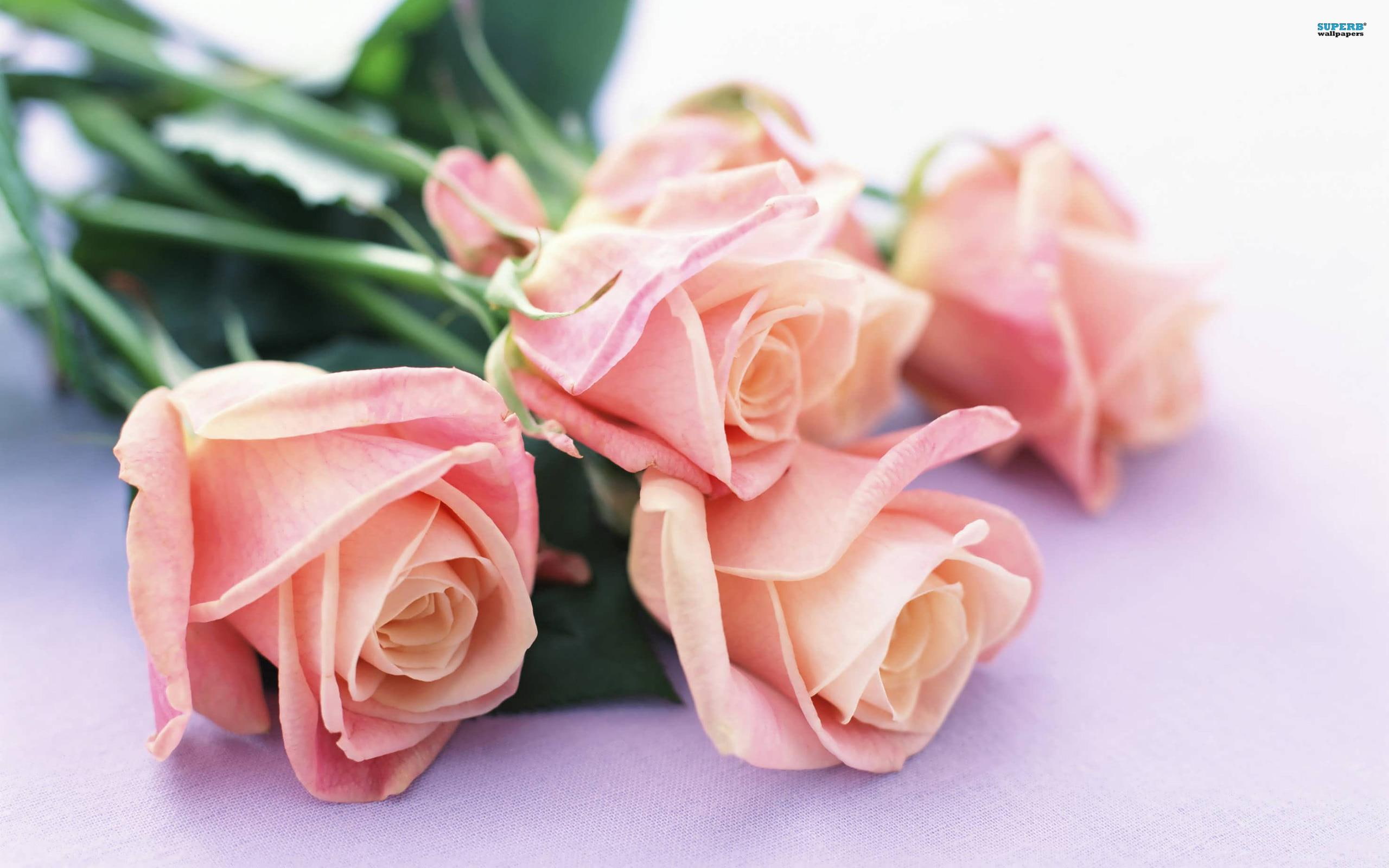 petals, nature and landscapes, soft, pretty, pink, flowers, roses, romance, 2K, HD Wallpaper