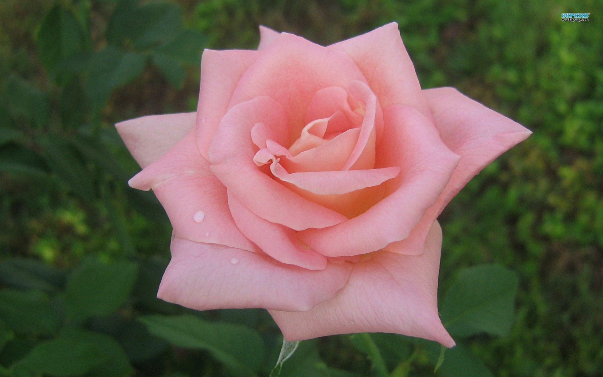 green leaves, rose, beautiful, pink, 1080P, nature, soft, petals, nature and landscape, pretty, spring, flower, HD Wallpaper
