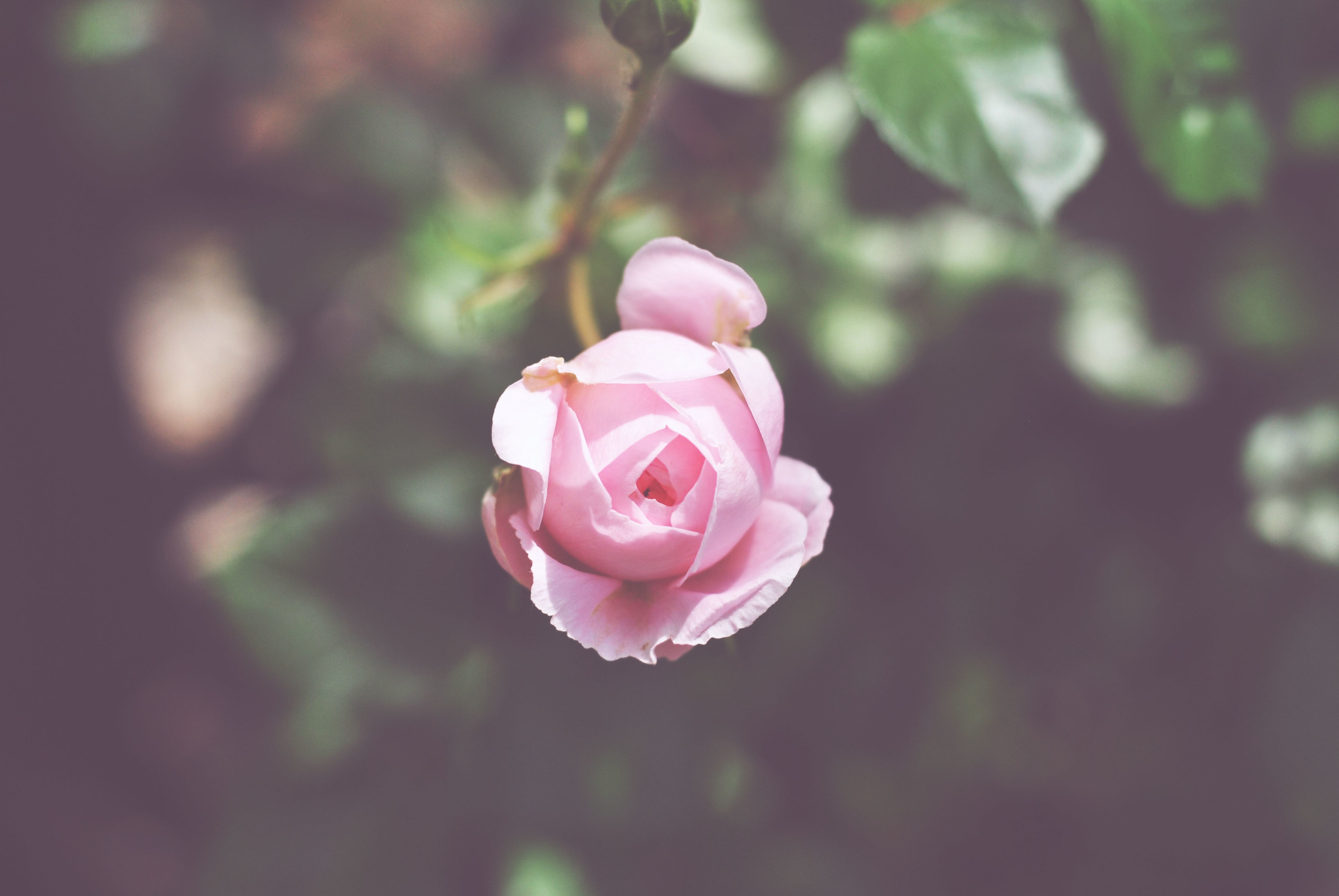 freshness, vulnerability, focus on foreground, close-up, beauty in nature, flower, outdoors, plant, plants, nature, flowers, inflorescence, growth, flower head, HD Wallpaper