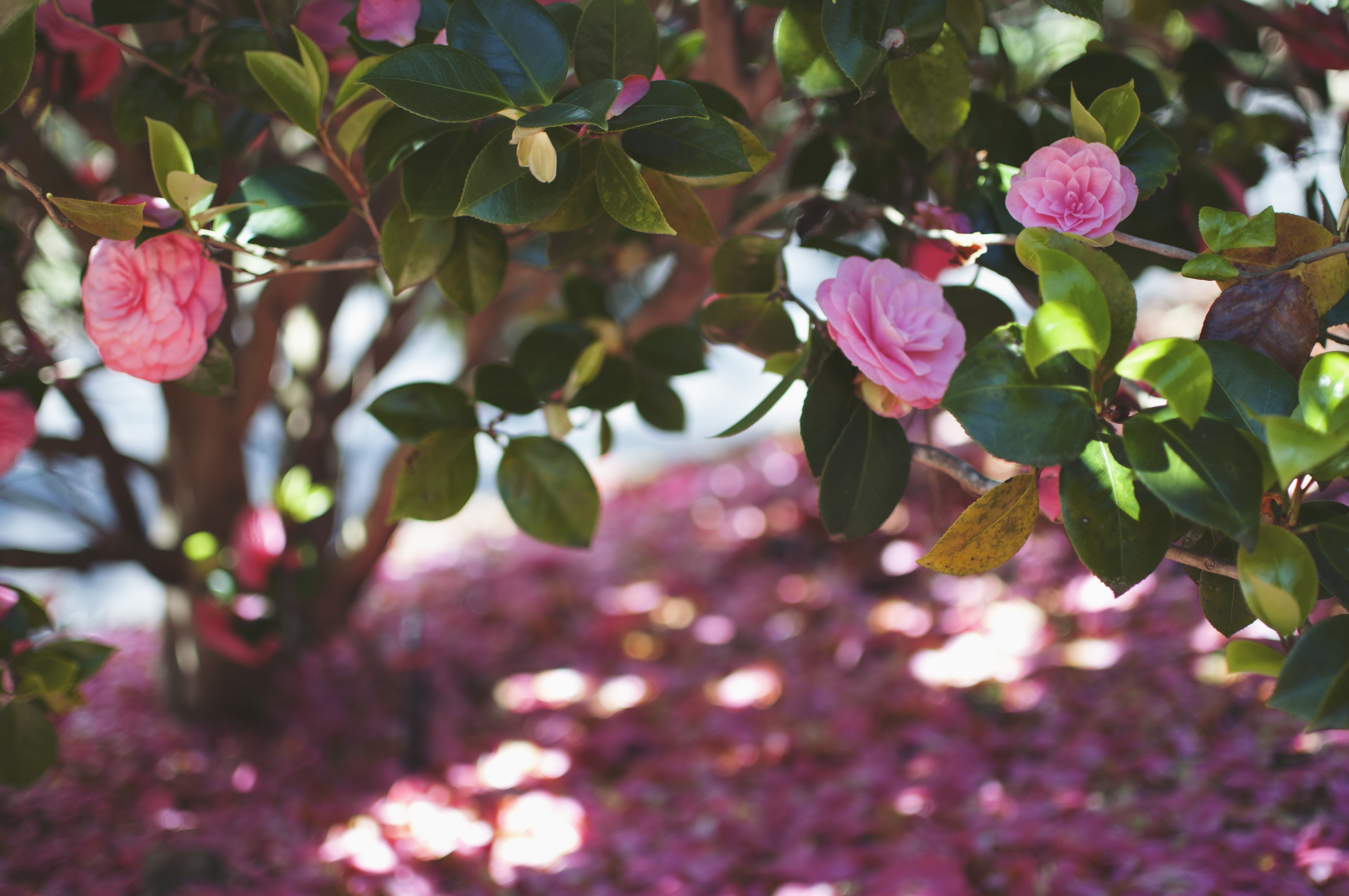 leaf, plant part, growth, 4K, camellia, vulnerability, purple, fragility, no people, outdoors, flower head, focus on foreground, petal, branch, plants, HD Wallpaper